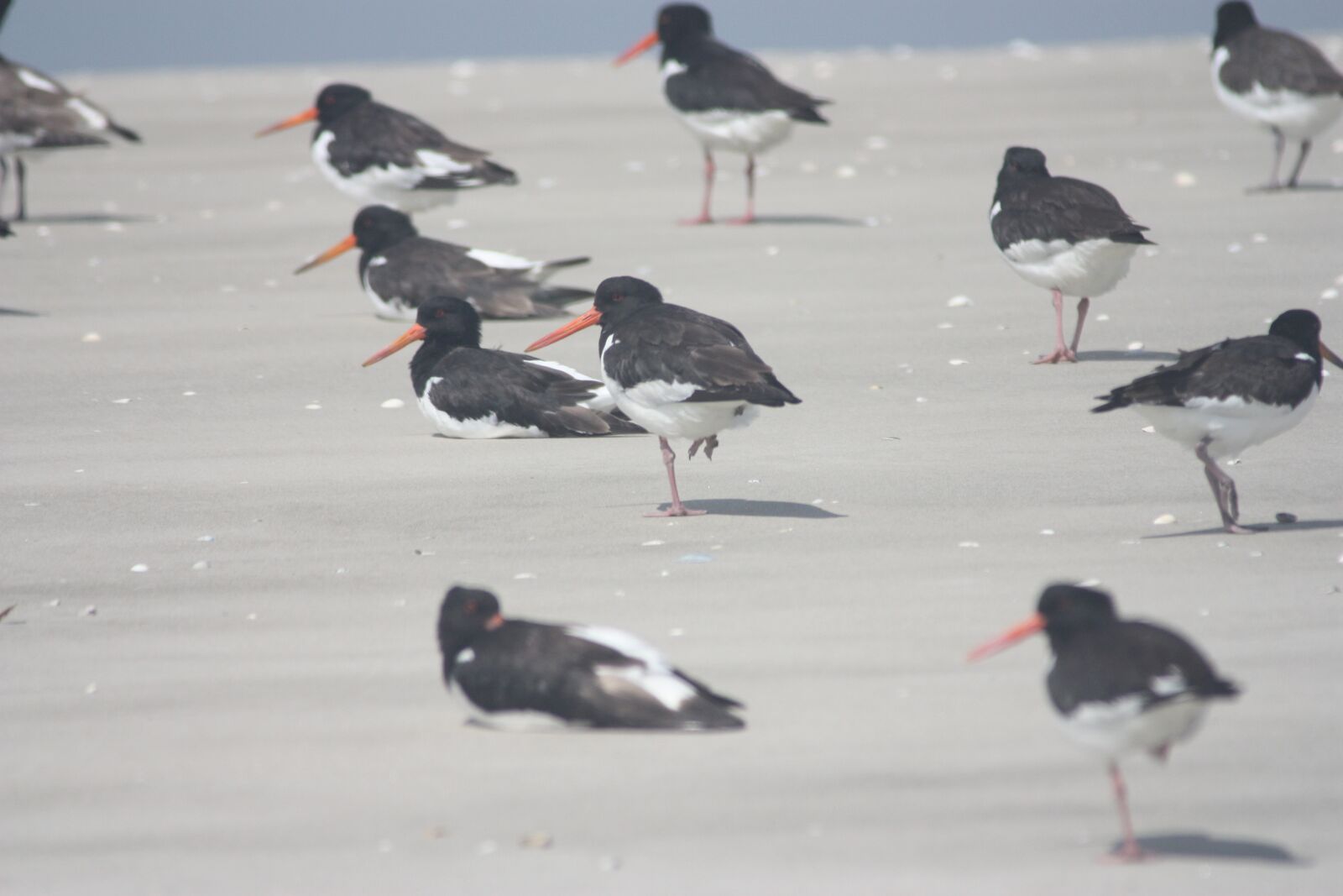 Canon EOS 450D (EOS Rebel XSi / EOS Kiss X2) sample photo. Oystercatchers pies, birds, shorebirds photography