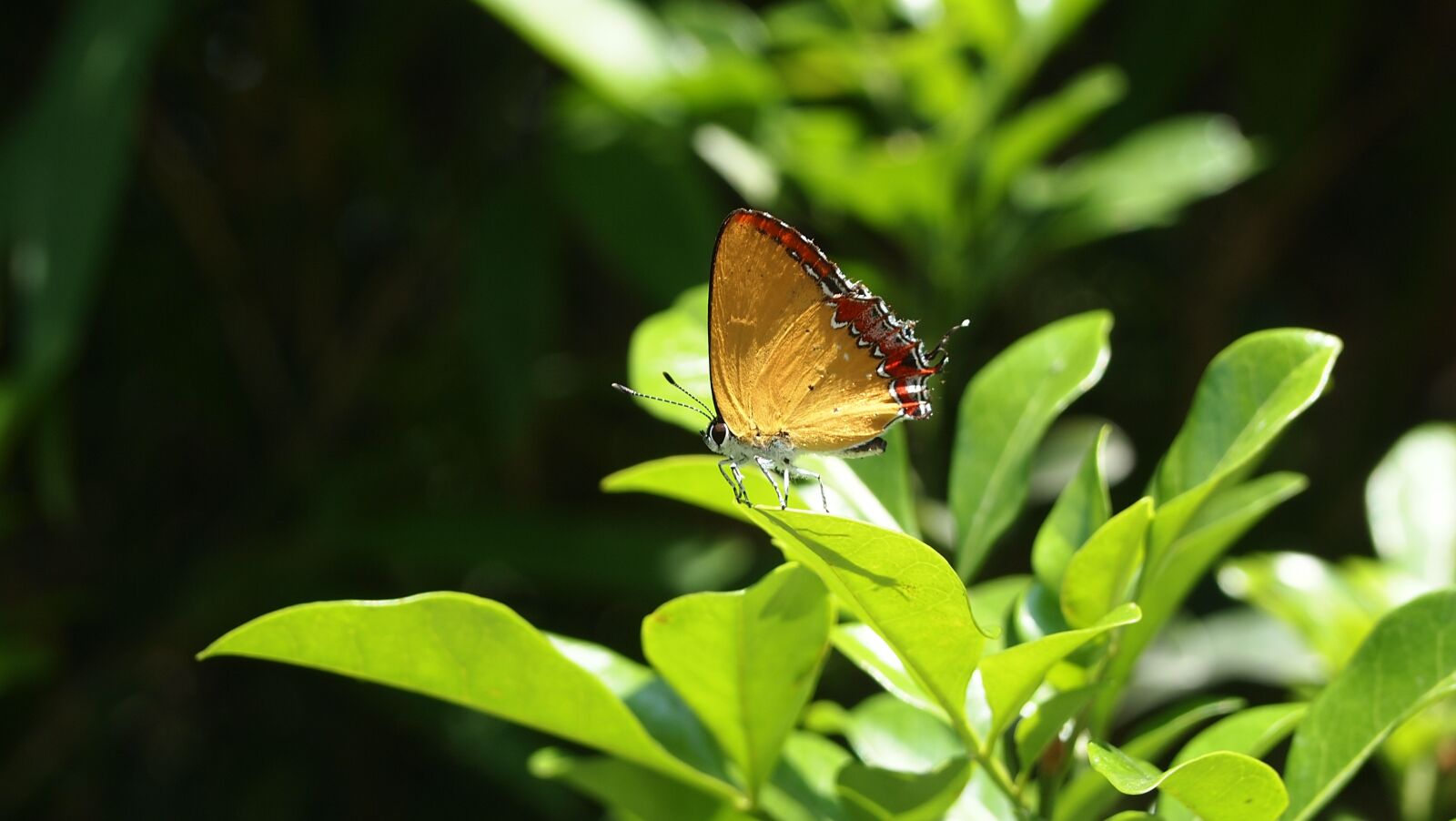 Olympus PEN E-PL2 sample photo. Butterfly, light transmittance, foliage photography