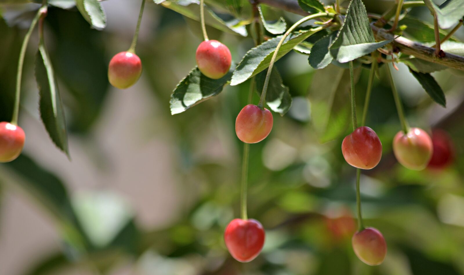Nikon D5100 sample photo. Cherry, sour cherry, t photography