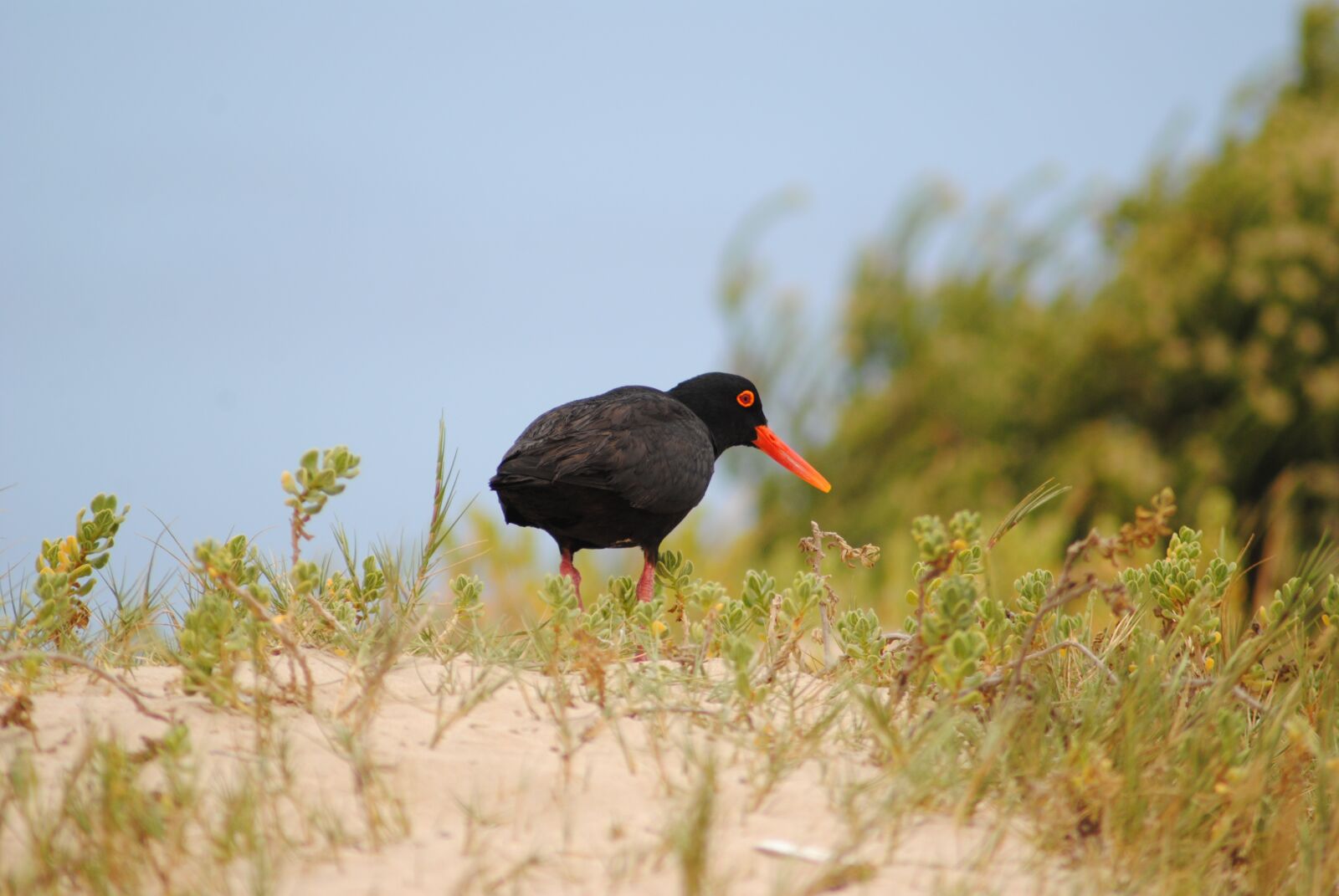 Nikon D3000 sample photo. Bird, water bird, nature photography