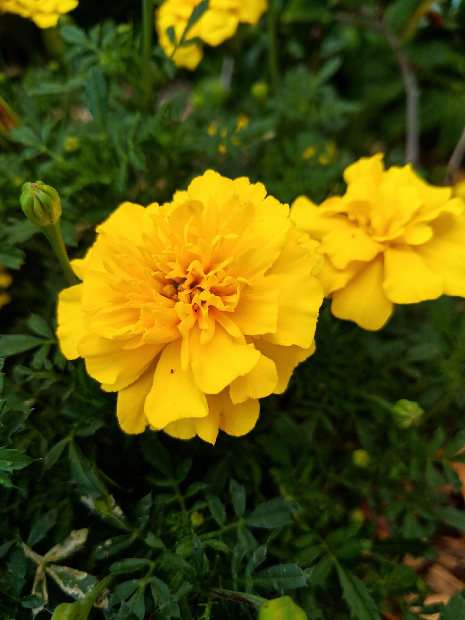 Google Pixel 2 XL sample photo. Yellow, flower, marigold photography