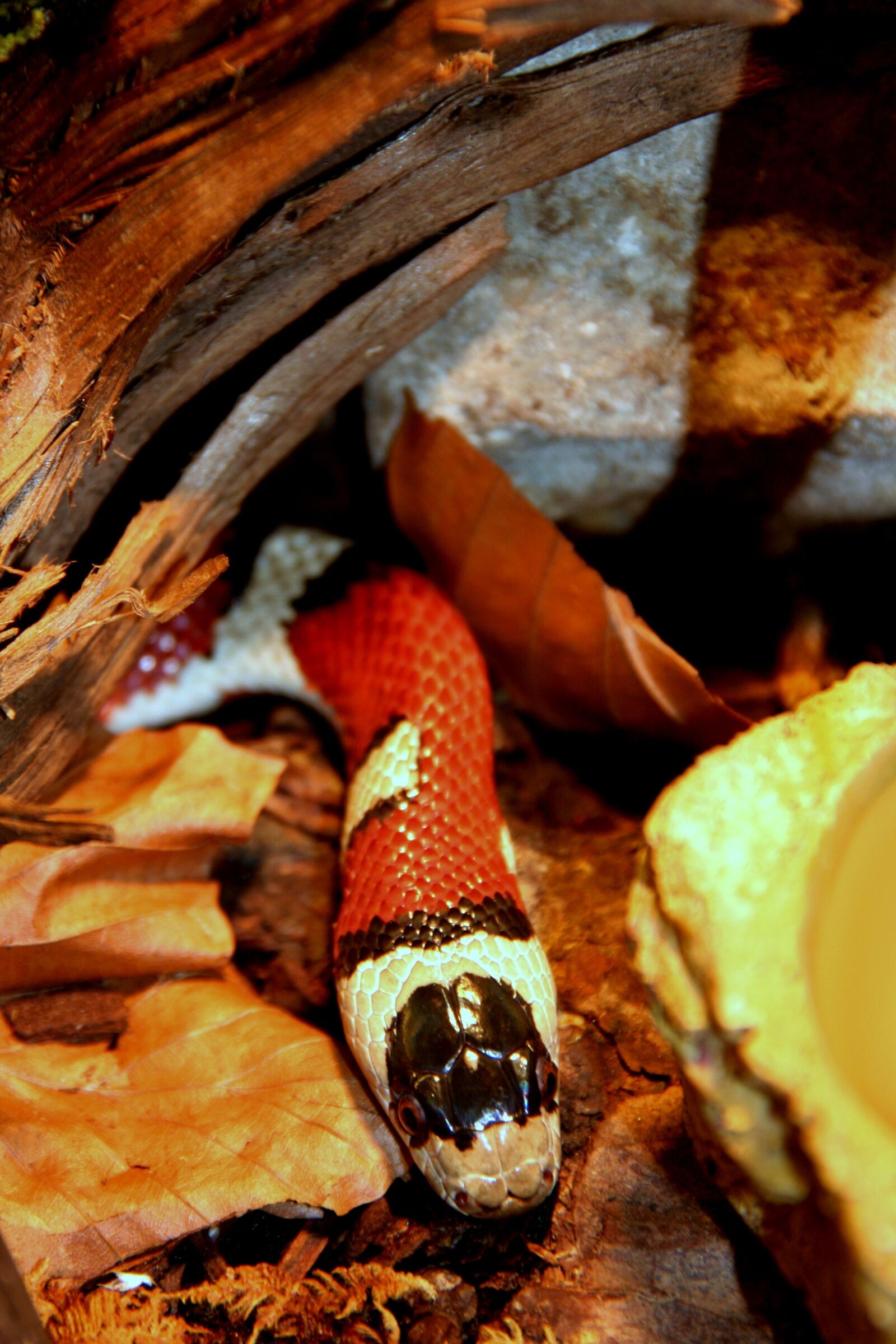 Canon EOS 350D (EOS Digital Rebel XT / EOS Kiss Digital N) sample photo. Snake, reptile, toxic photography