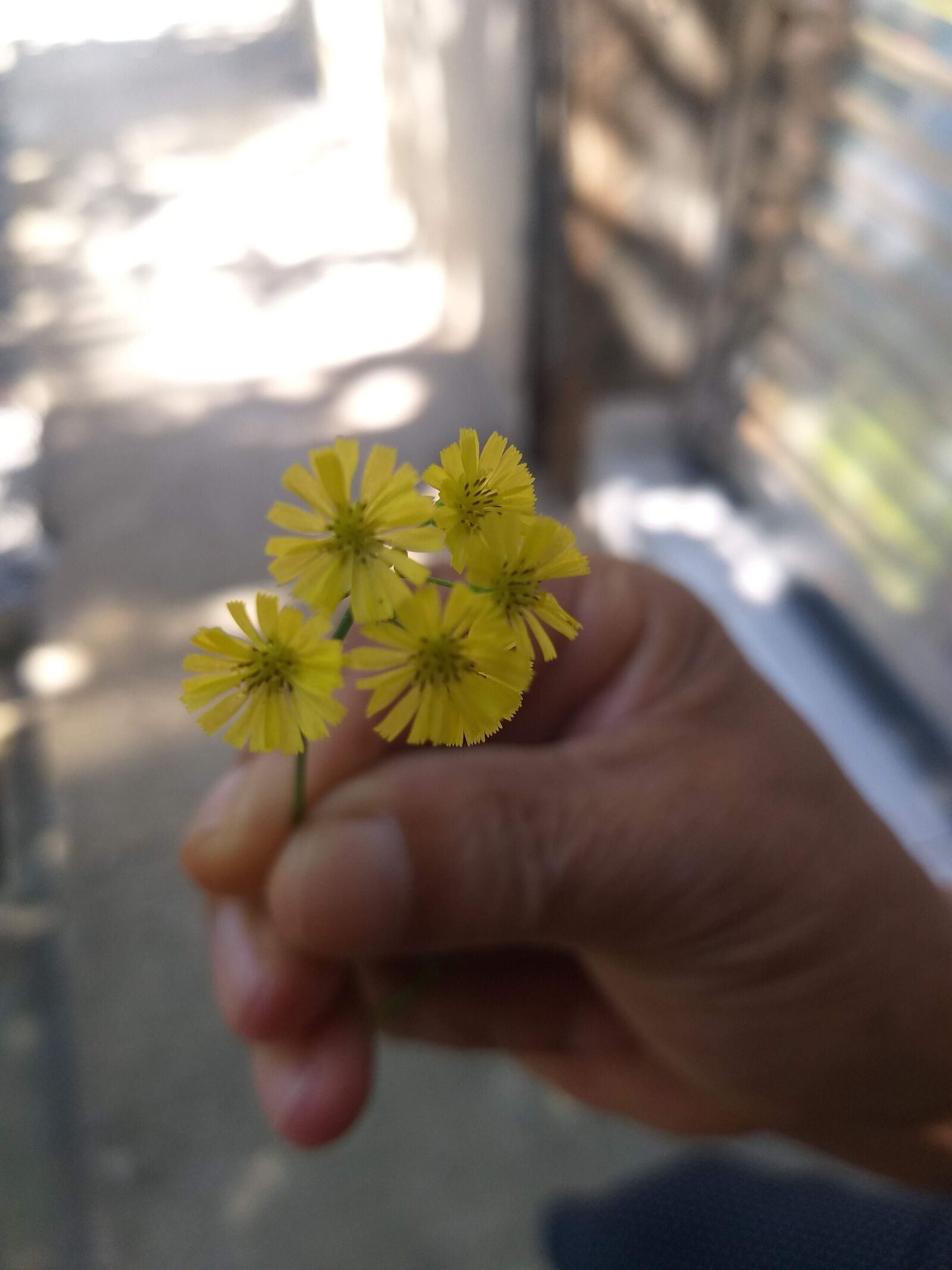 Samsung Galaxy J8 sample photo. Flores, flor, planta photography