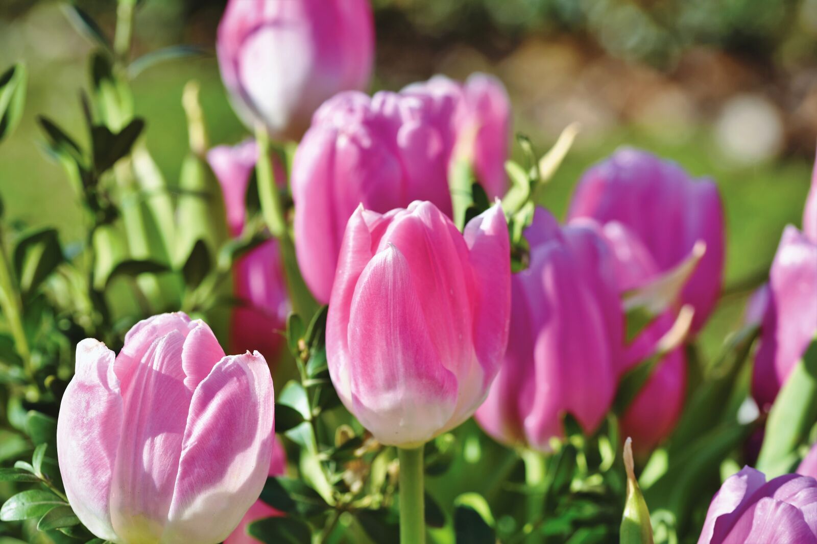 Nikon D7200 sample photo. Tulip, tulpenbluete, tulip field photography