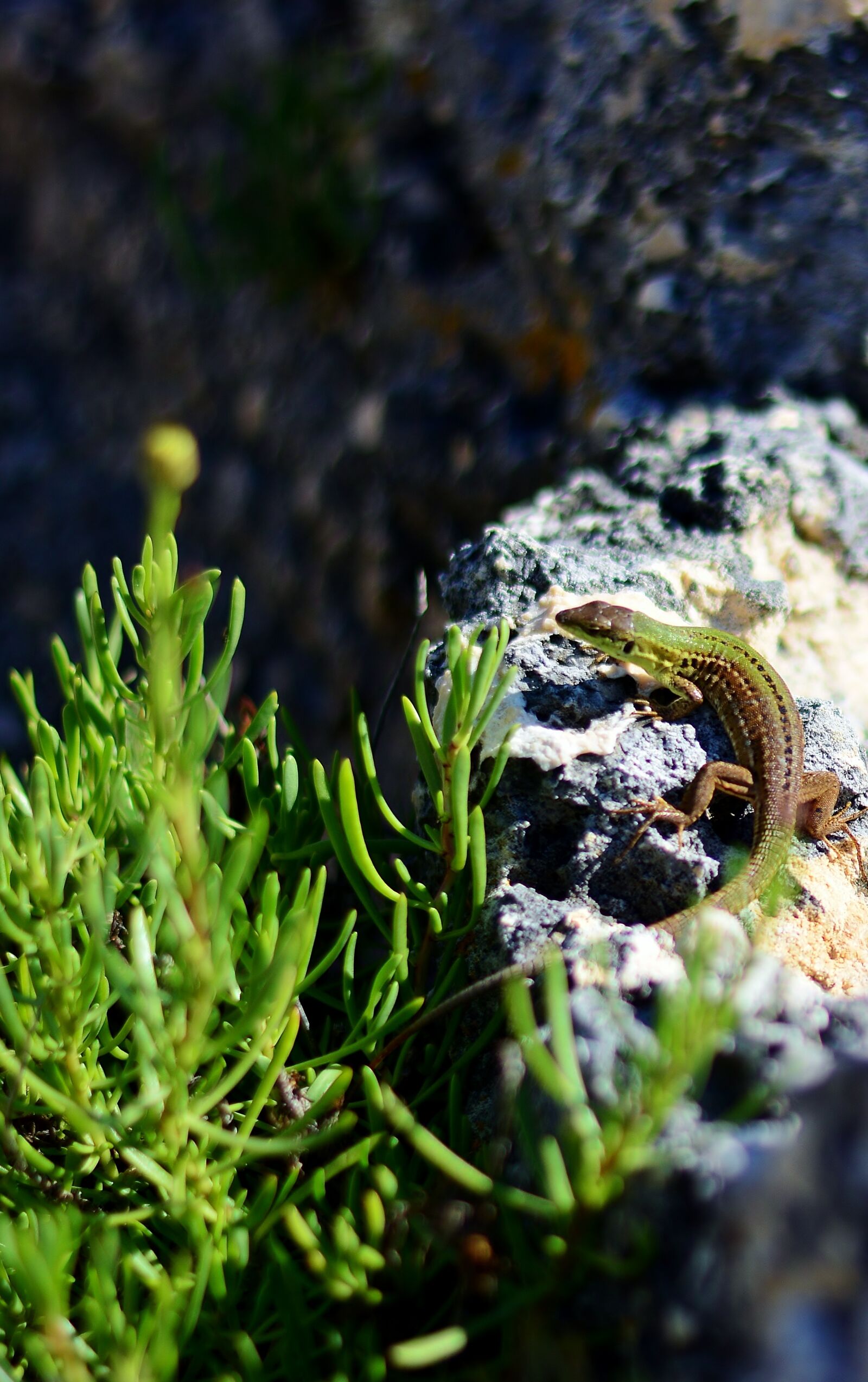 Nikon D5200 sample photo. Emerald lizard, nature, fauna photography