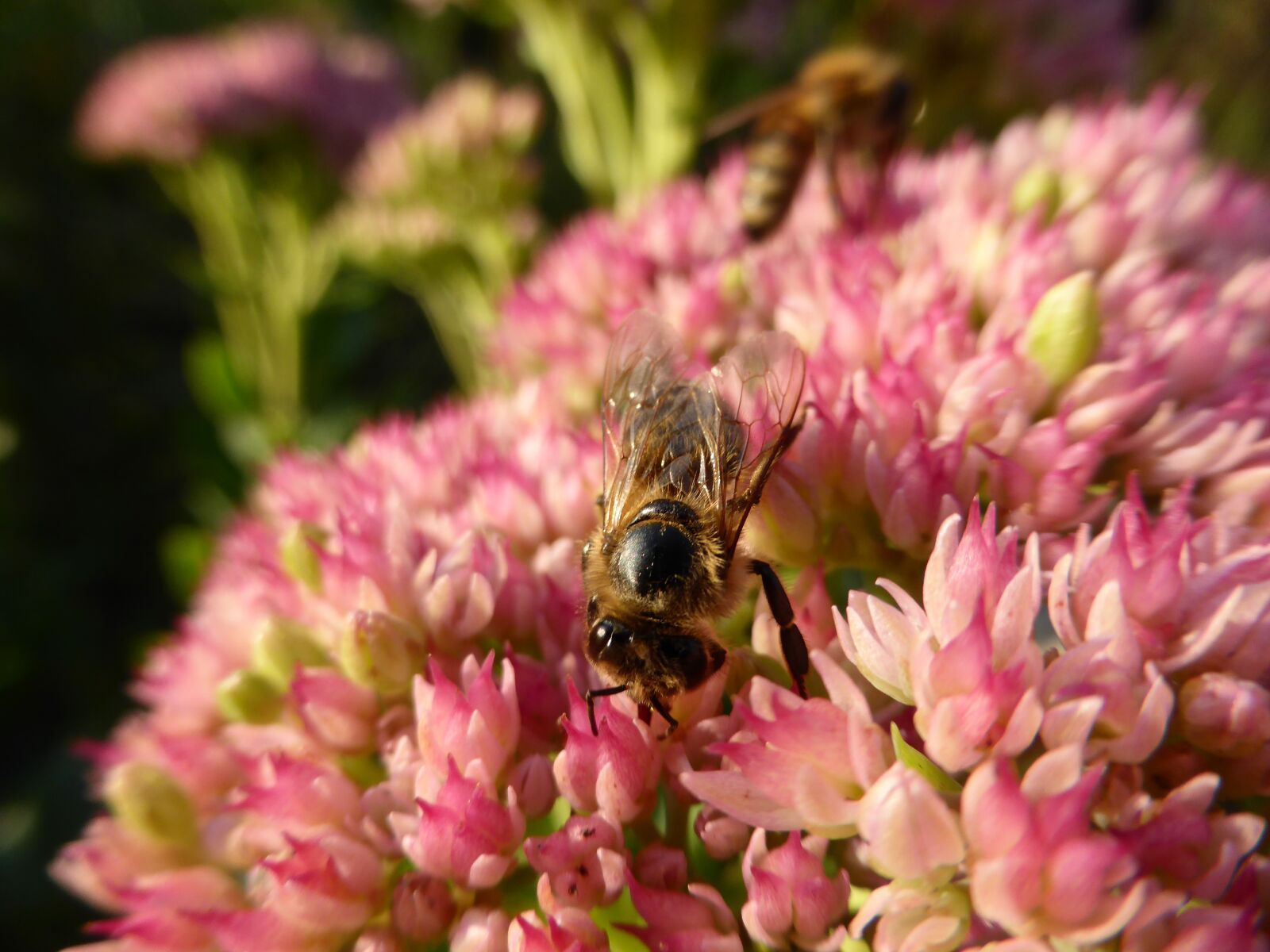 Panasonic DMC-TZ41 sample photo. Bee, bees, garden photography