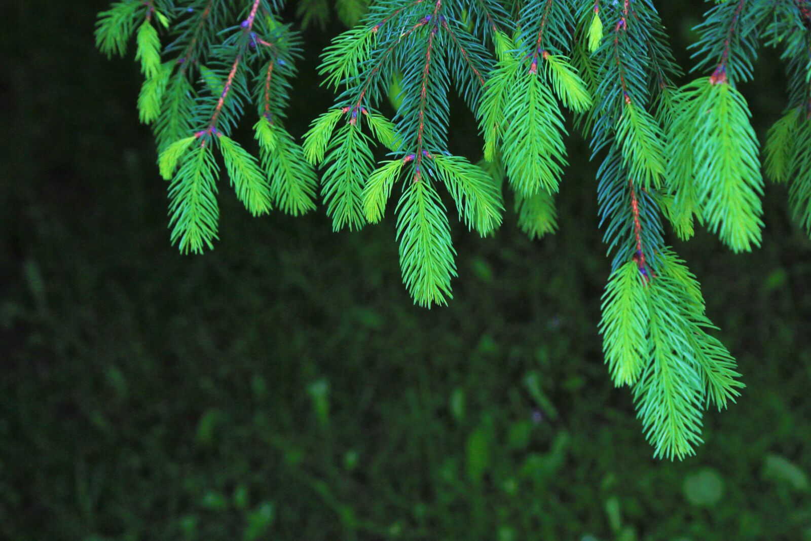 Canon EF 24-105mm F4L IS USM sample photo. Forest, tree, nature photography