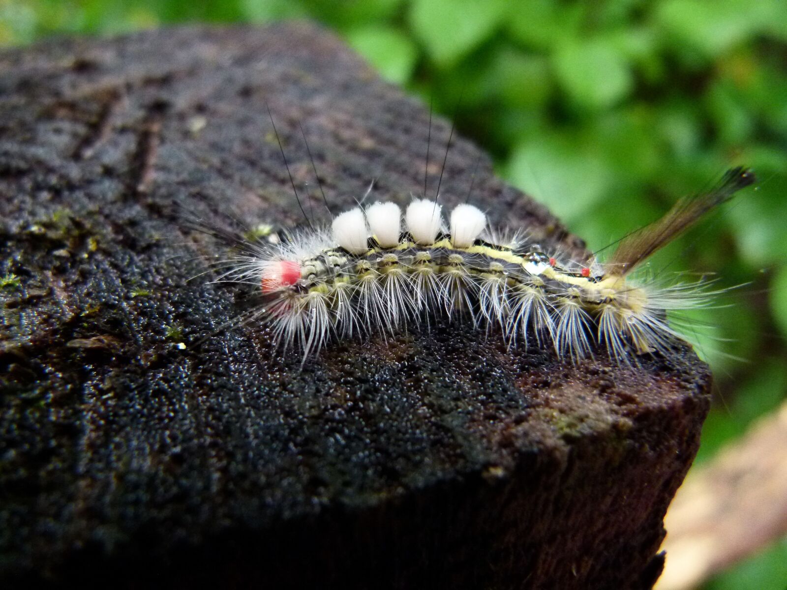 Panasonic Lumix DMC-FZ100 sample photo. White-marked, tussock, moth photography