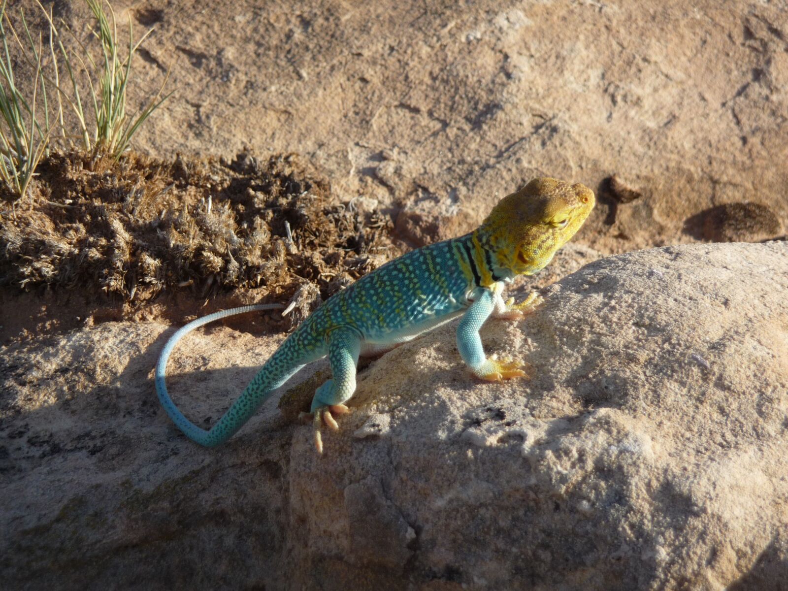 Panasonic Lumix DMC-TZ5 sample photo. Lizard, colored lizzard photography