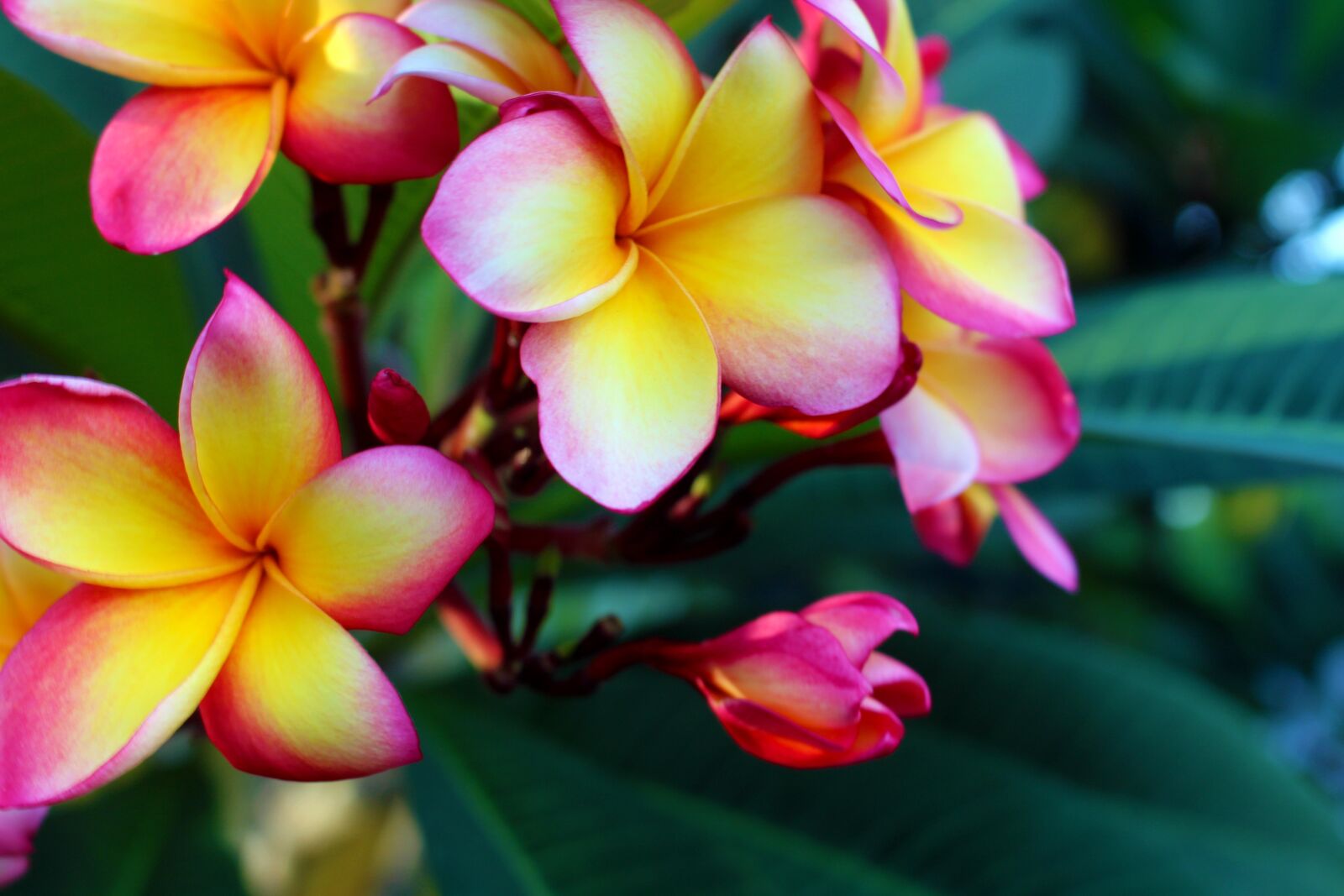 Canon EOS 700D (EOS Rebel T5i / EOS Kiss X7i) sample photo. Plumeria rubra, temple plant photography