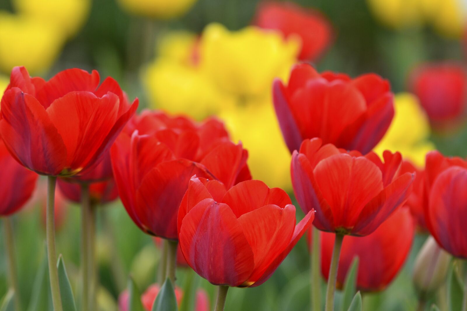 Nikon D3100 sample photo. Red yellow, gregariousness, natural photography