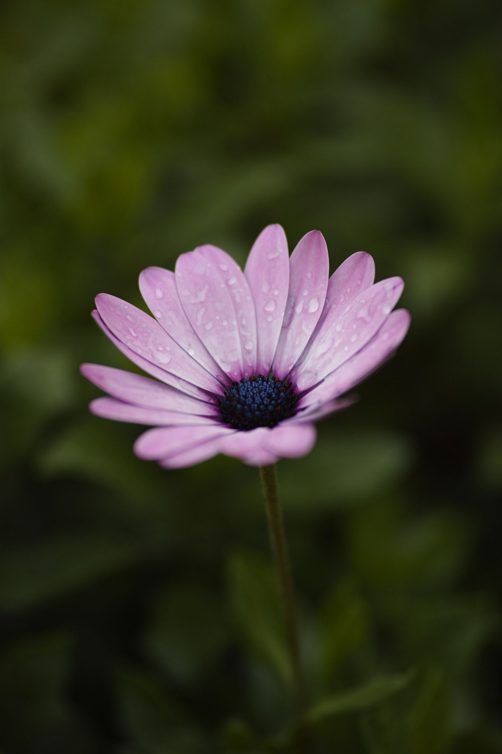 Sigma dp3 Quattro sample photo. Flower, nature, macro chichewa photography