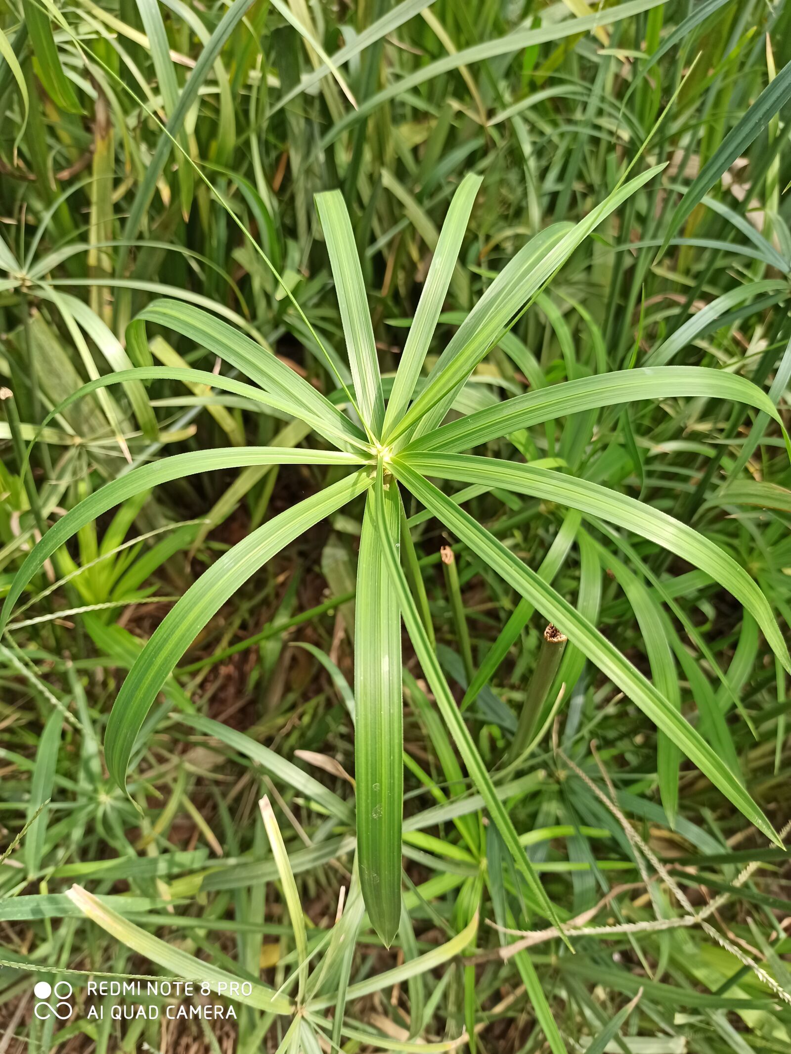 Xiaomi Redmi Note 8 Pro sample photo. Green, plant, grass photography