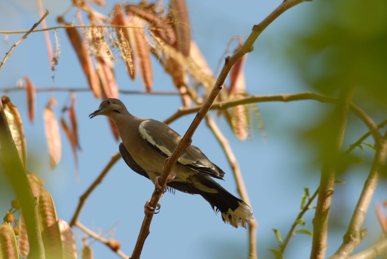 Nikon D200 sample photo. Paloma, guaje, bird photography