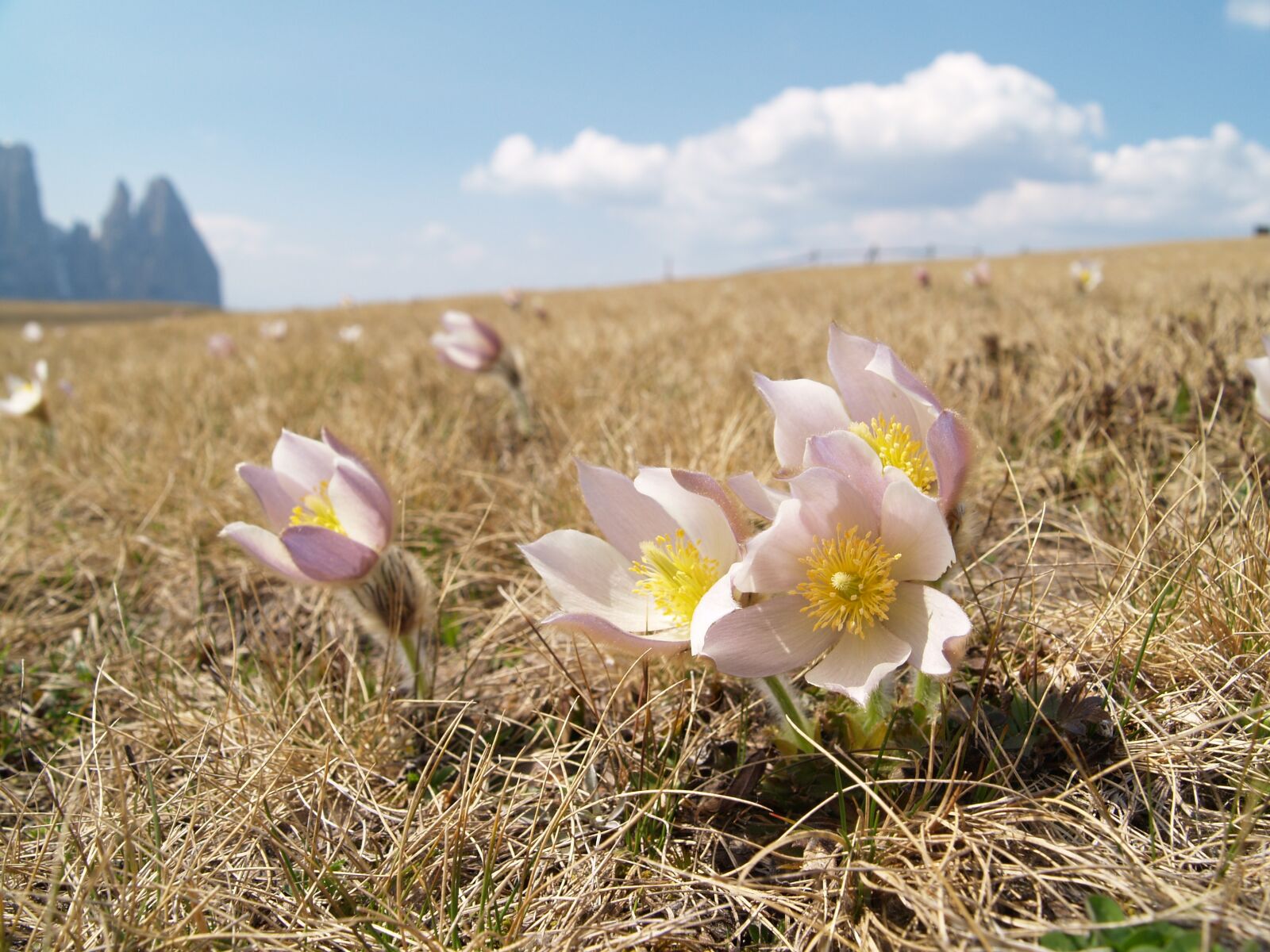 Olympus E-500 (EVOLT E-500) sample photo. Seiser alm, pasque flower photography