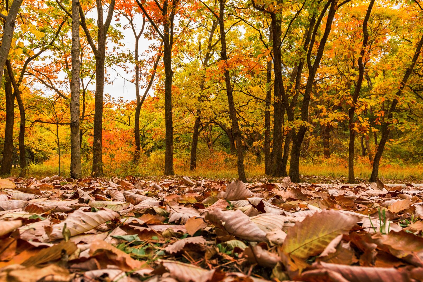 Nikon D7100 sample photo. And thu, autumn, autumn photography