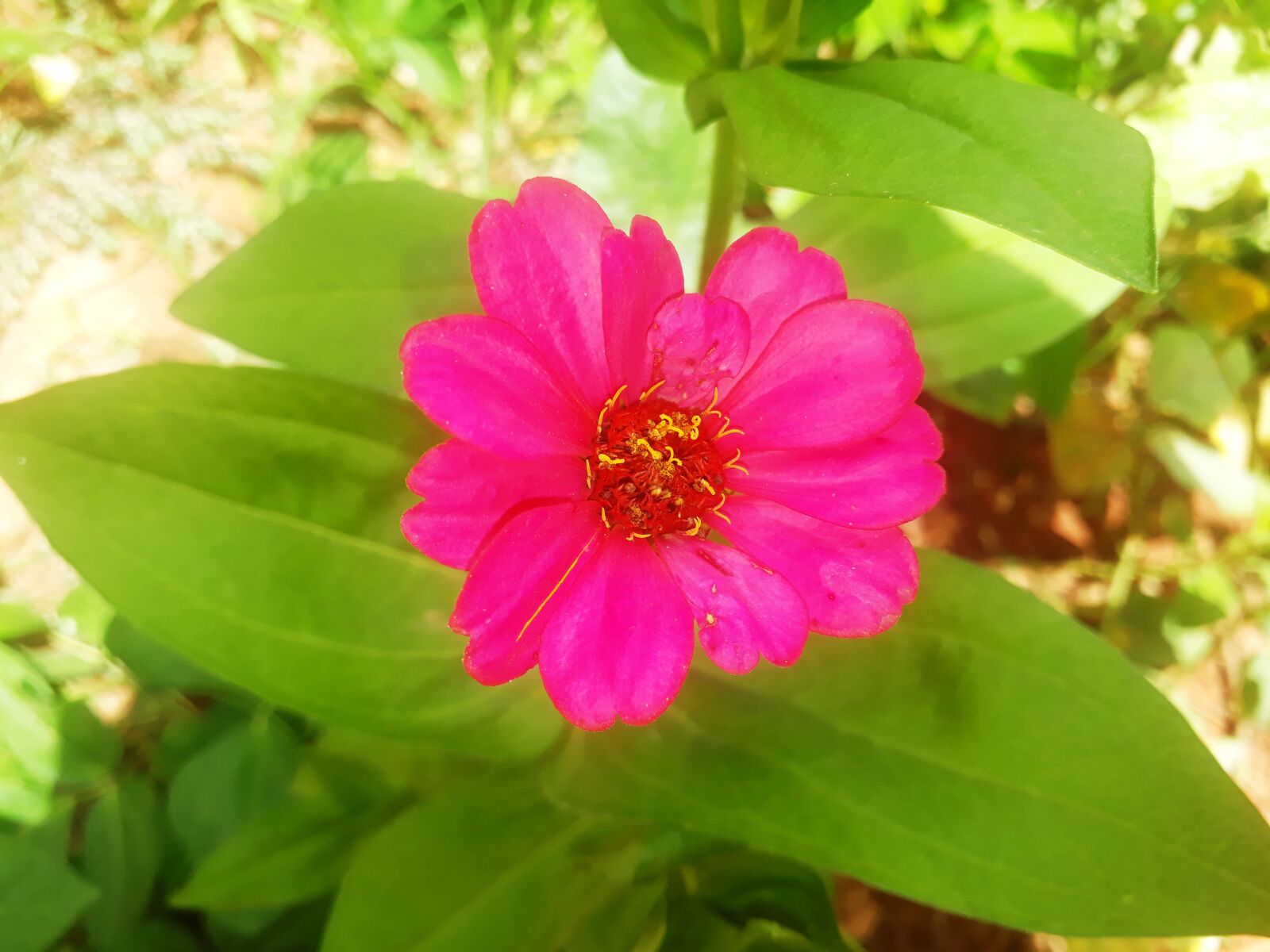 Samsung Galaxy J7 Prime sample photo. Flowers, landscapes, plants photography