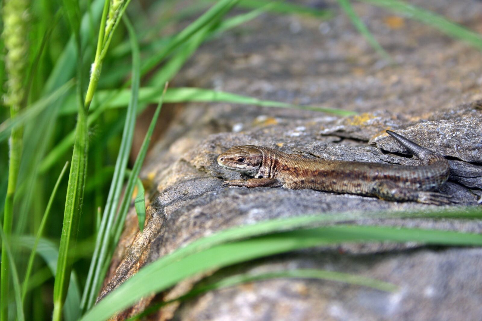Canon EOS 300D (EOS Digital Rebel / EOS Kiss Digital) sample photo. Lizard, sand lizard, female photography