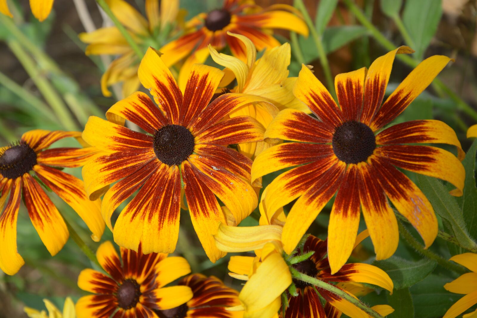 Nikon D5200 sample photo. Summer flowers, yellow powder photography
