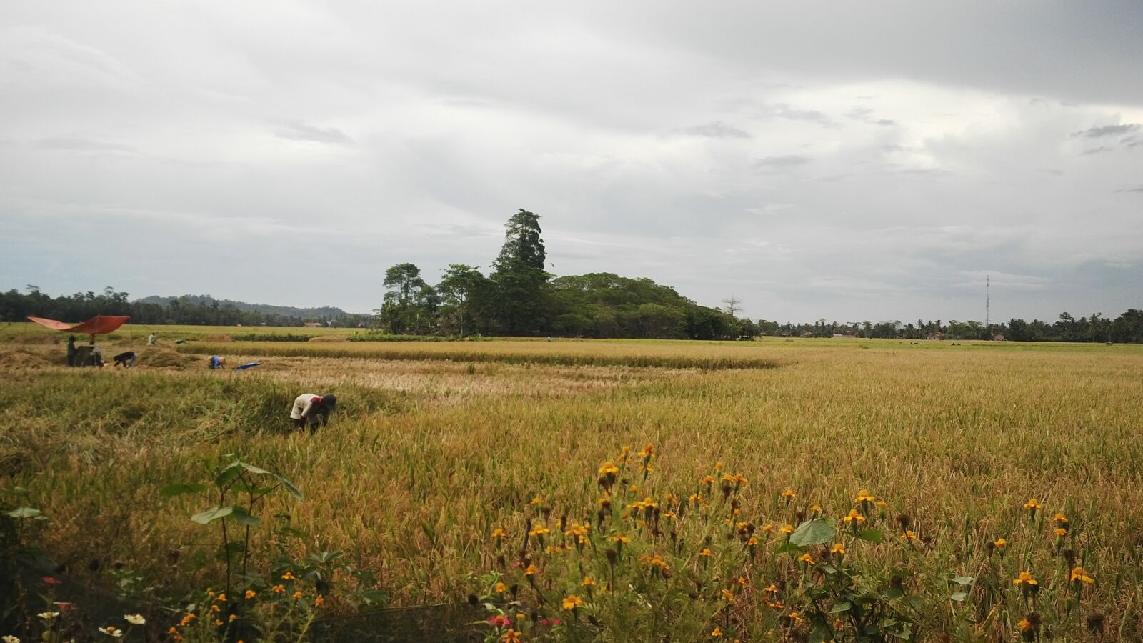 BlackBerry Z10 sample photo. Sawah, farmer, pringsewu photography