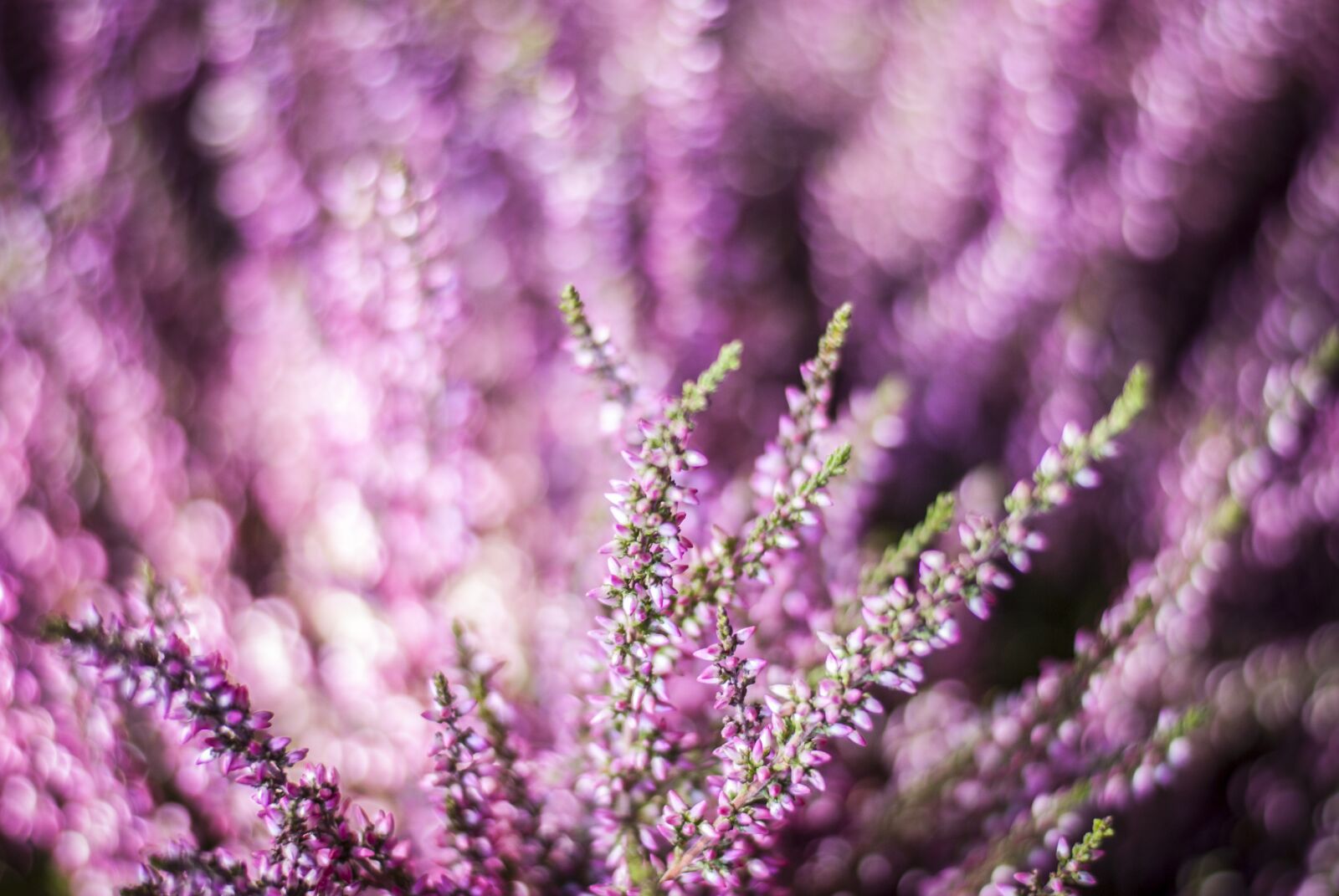 Nikon D3000 sample photo. Nature, flower, no person photography
