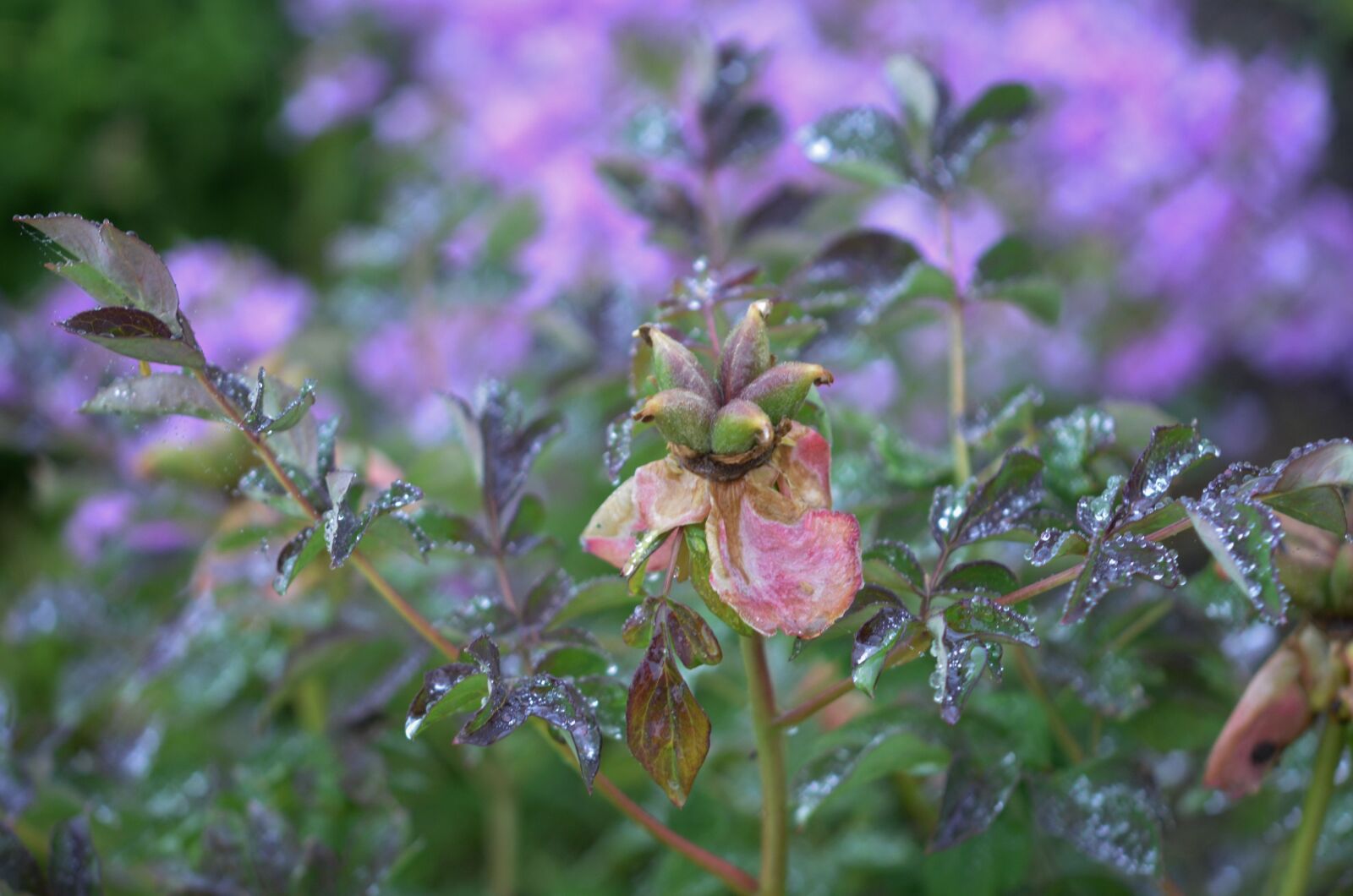 Nikon D7000 sample photo. Flower, natur, floral photography