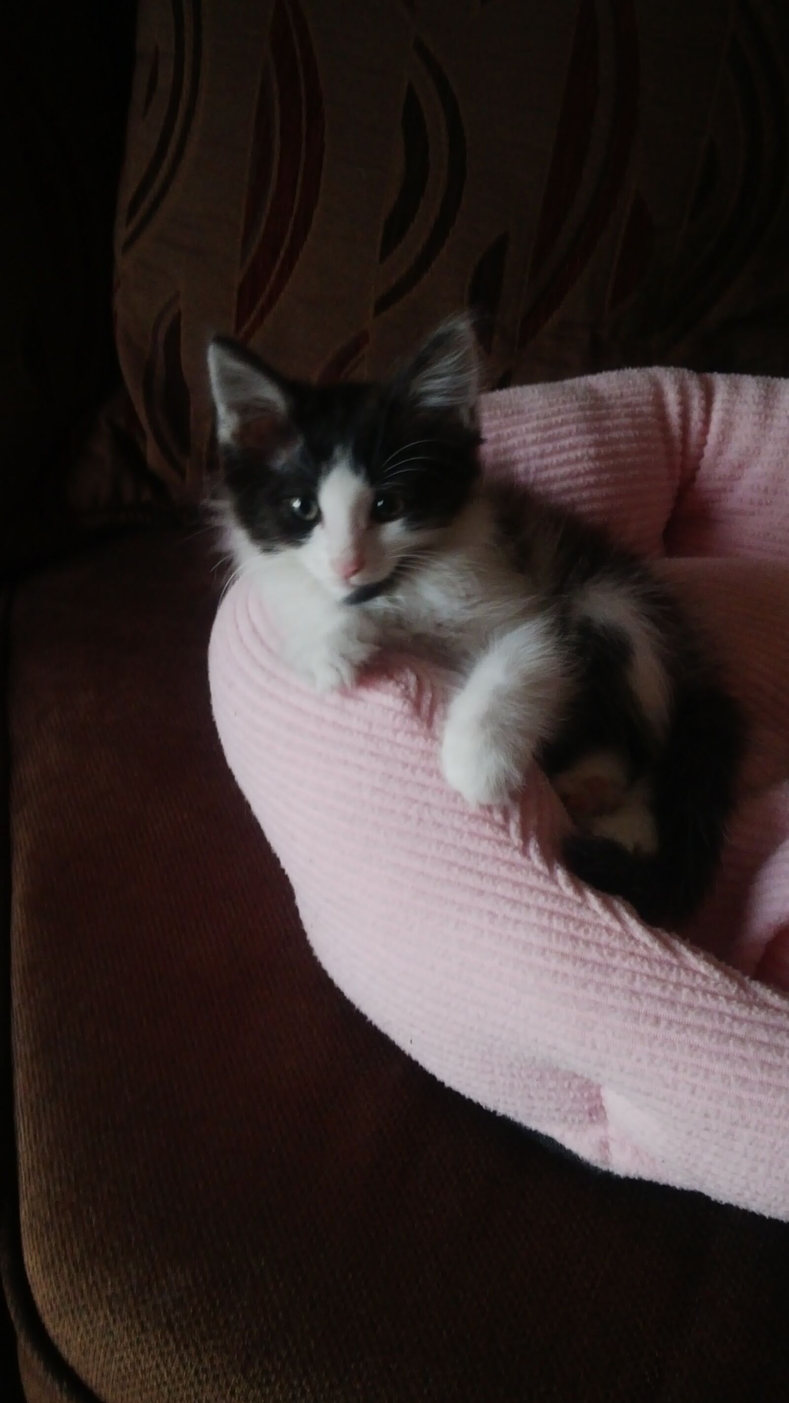 BlackBerry Z10 sample photo. Cats, kitten photography