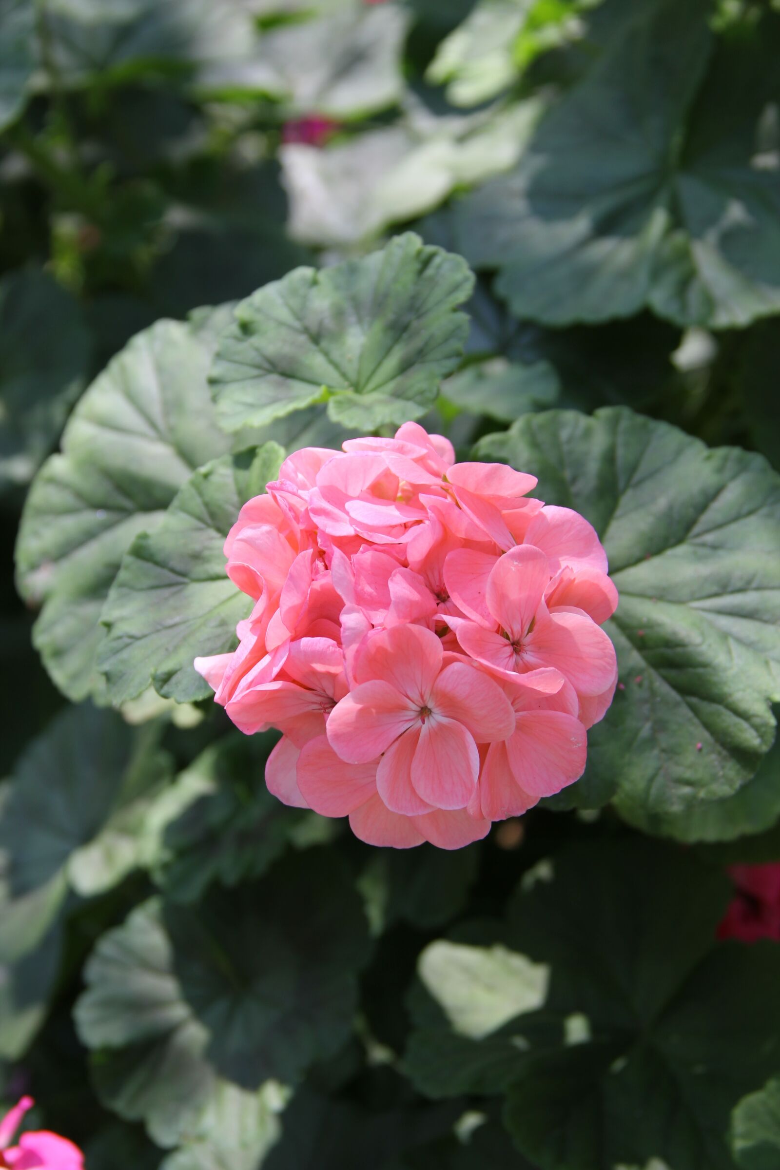 Canon EOS 550D (EOS Rebel T2i / EOS Kiss X4) sample photo. Leash, chiang mai thailand photography