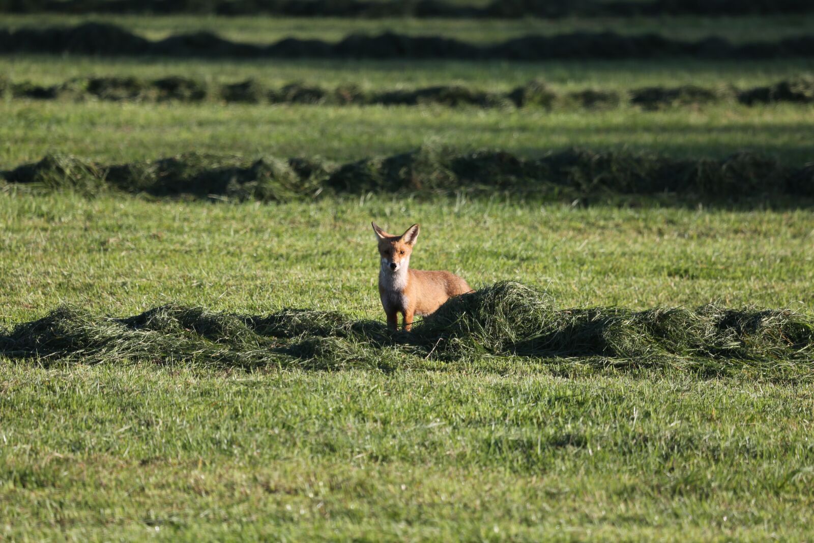 Canon EF 100-400mm F4.5-5.6L IS USM sample photo. Fuchs, wild animal, meadow photography