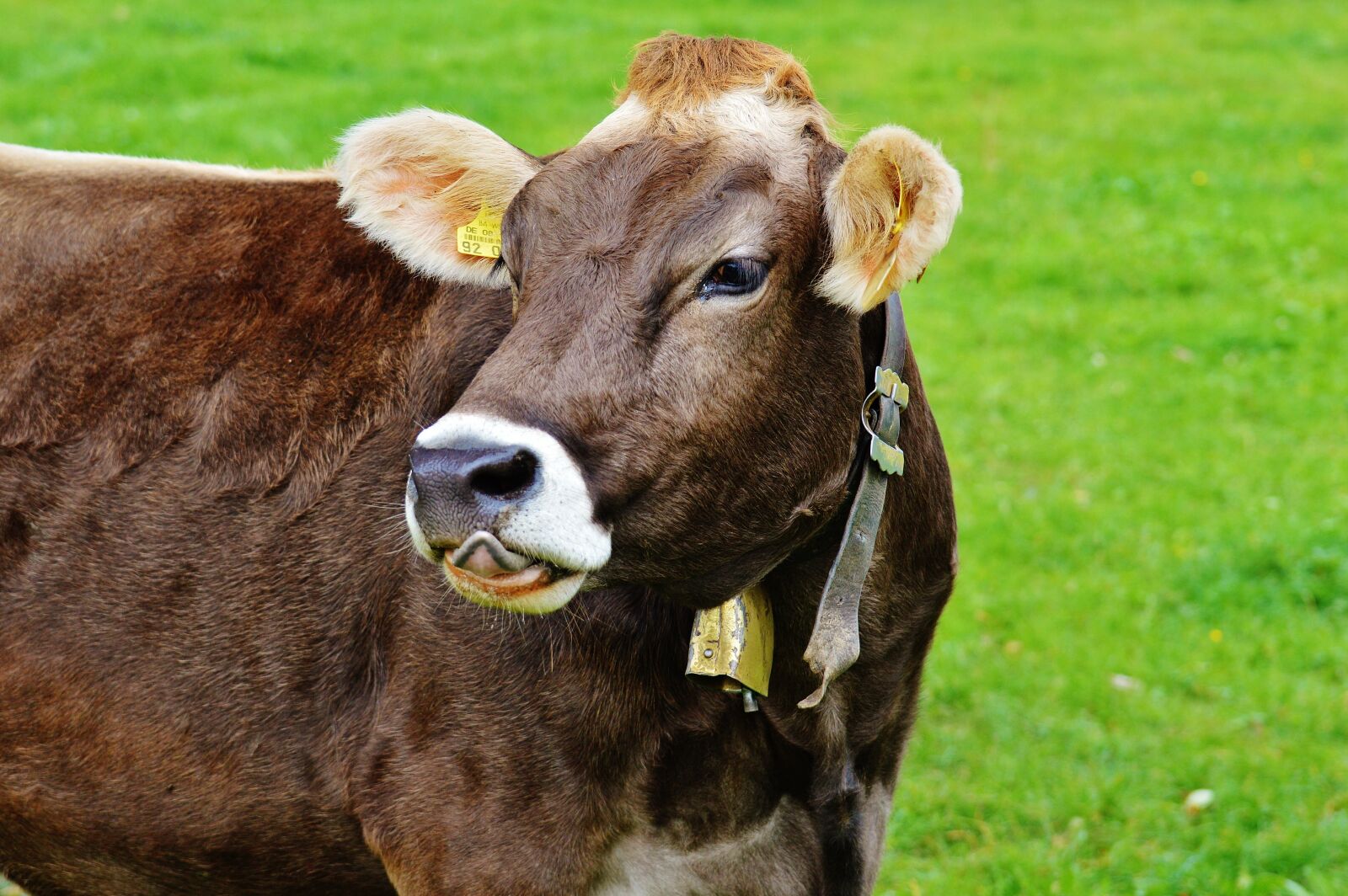 Nikon D3200 sample photo. Cow, allgäu, cows photography