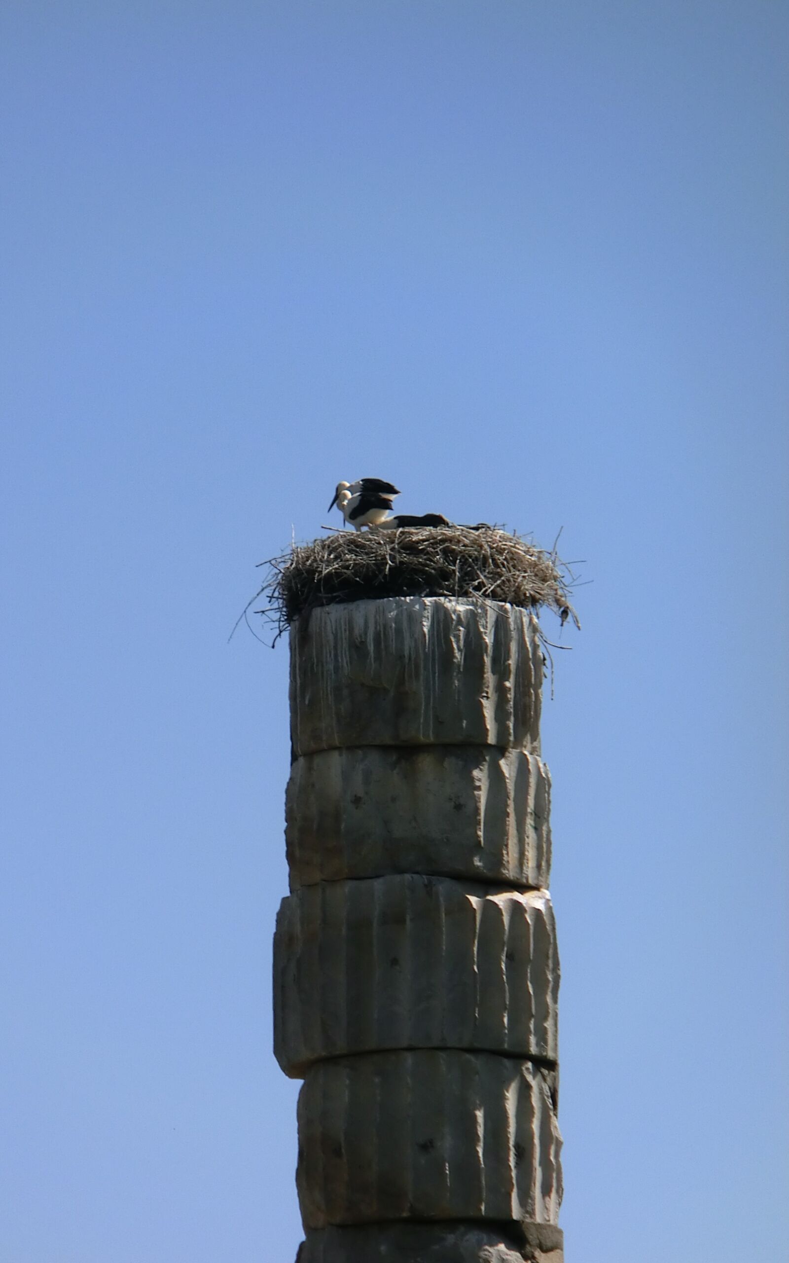 CASIO EX-H30 sample photo. Storks, ephesus, birds photography
