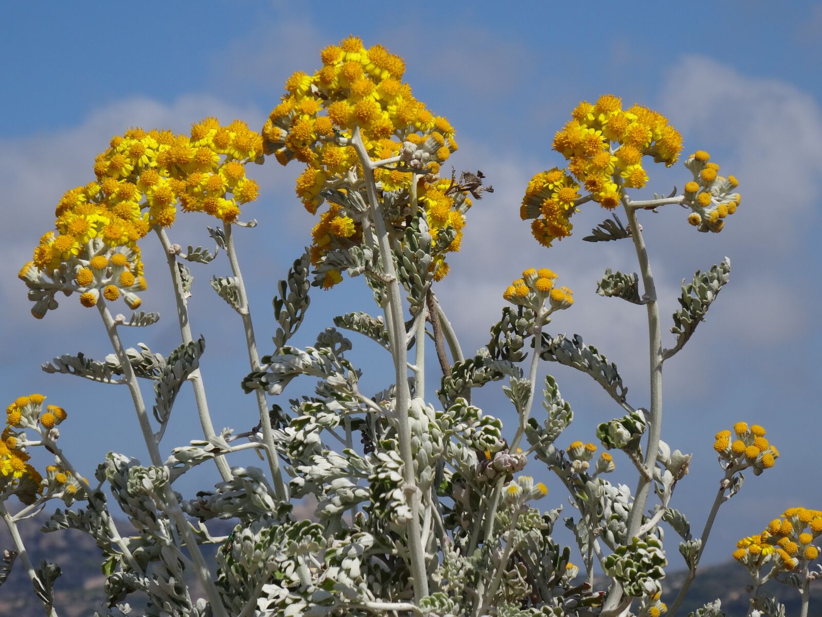 Sony DSC-HX50 sample photo. Seaside, yellow flowers, flowers photography