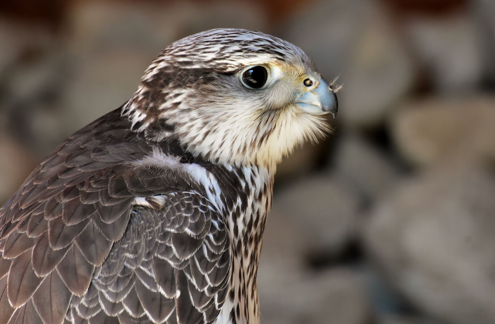 Nikon D7200 sample photo. Falcon, wing, bird of photography