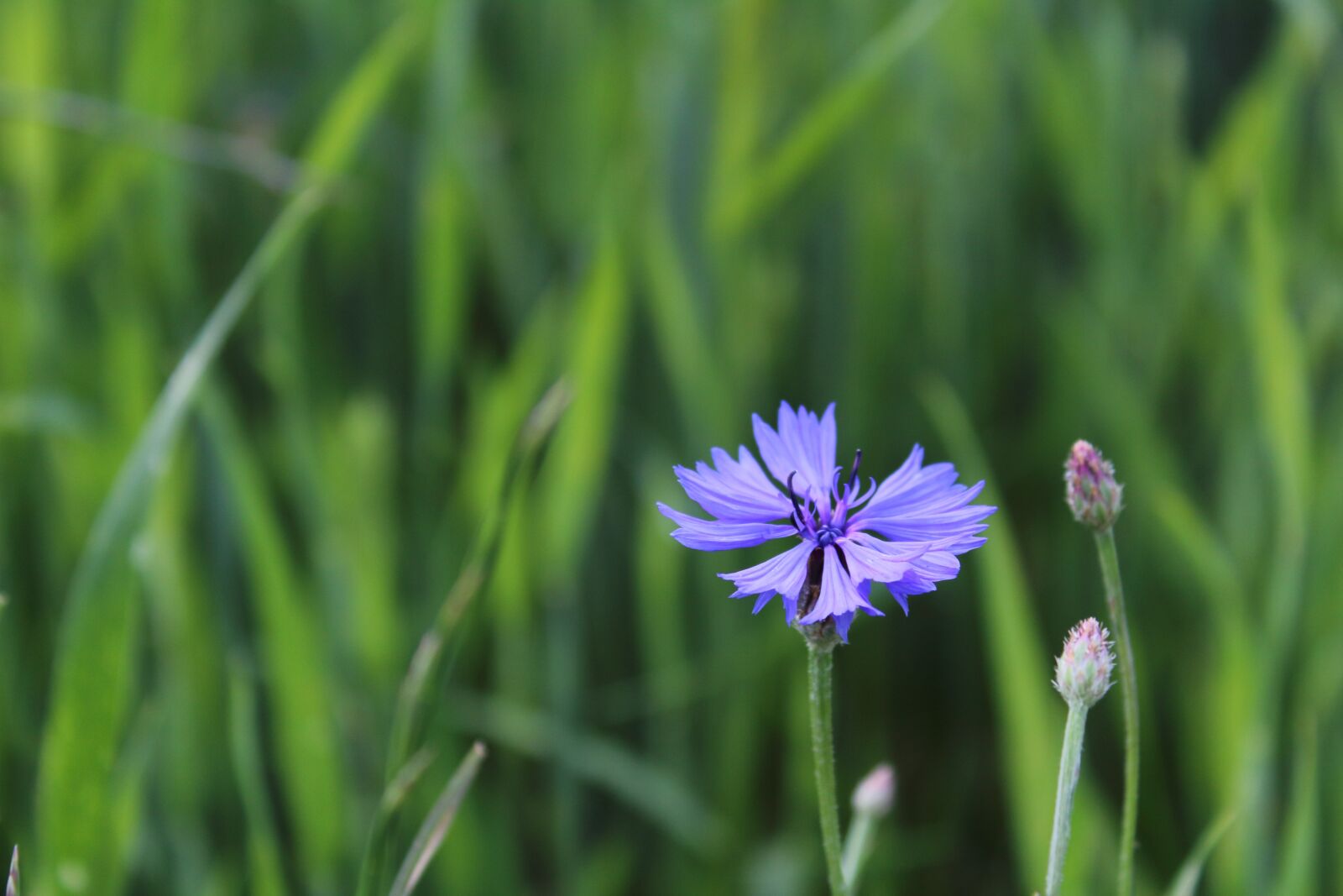 Canon EOS 1300D (EOS Rebel T6 / EOS Kiss X80) sample photo. Meadow, nature, blue flower photography