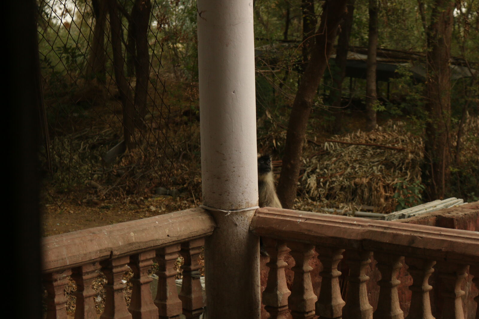 Canon EOS 70D sample photo. Monkey, nature photography