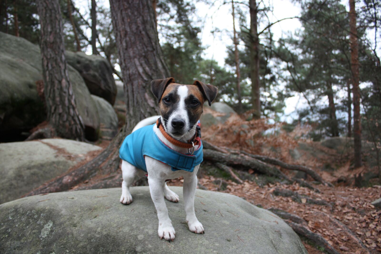 Canon EOS 450D (EOS Rebel XSi / EOS Kiss X2) sample photo. Dog, puppy, outfit photography