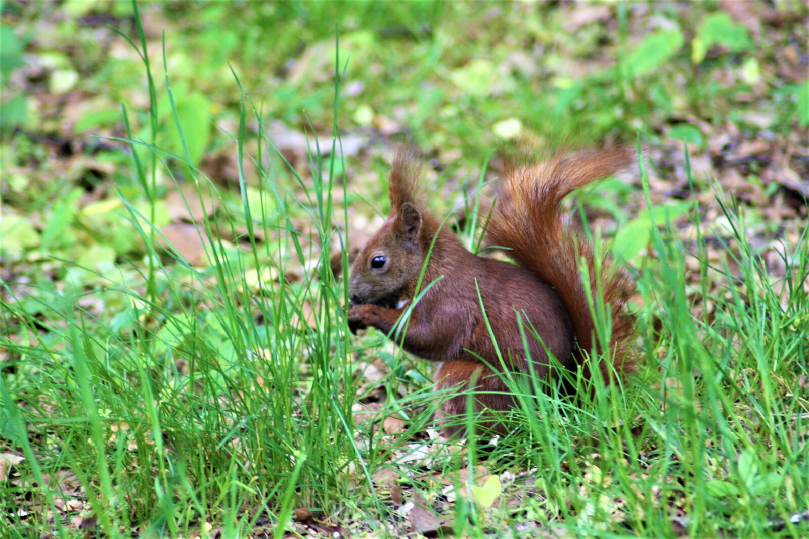 Canon EOS 1000D (EOS Digital Rebel XS / EOS Kiss F) sample photo. Squirrel, meadow, spring photography