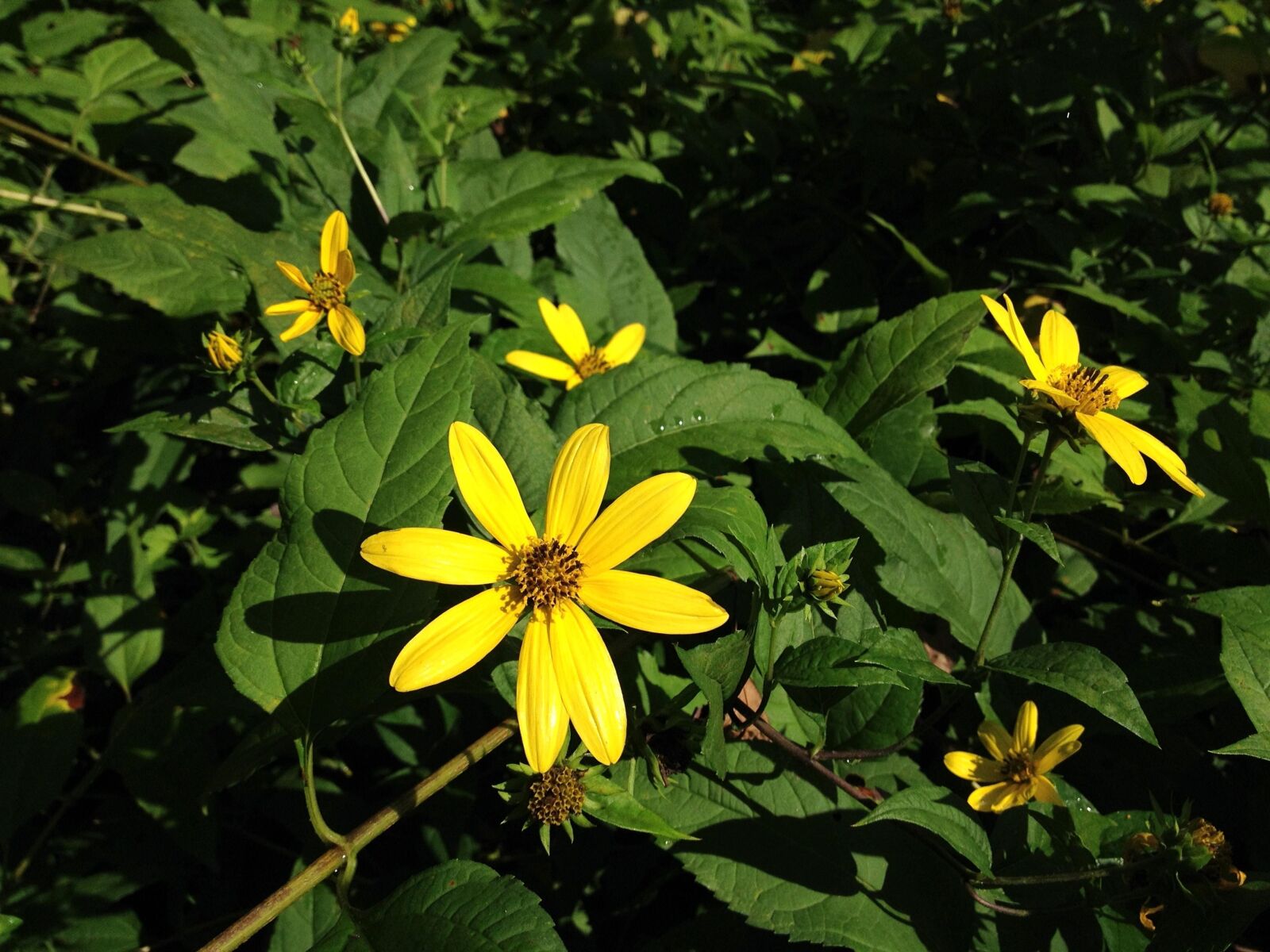 Apple iPhone 4S sample photo. Woodland, sunflower photography