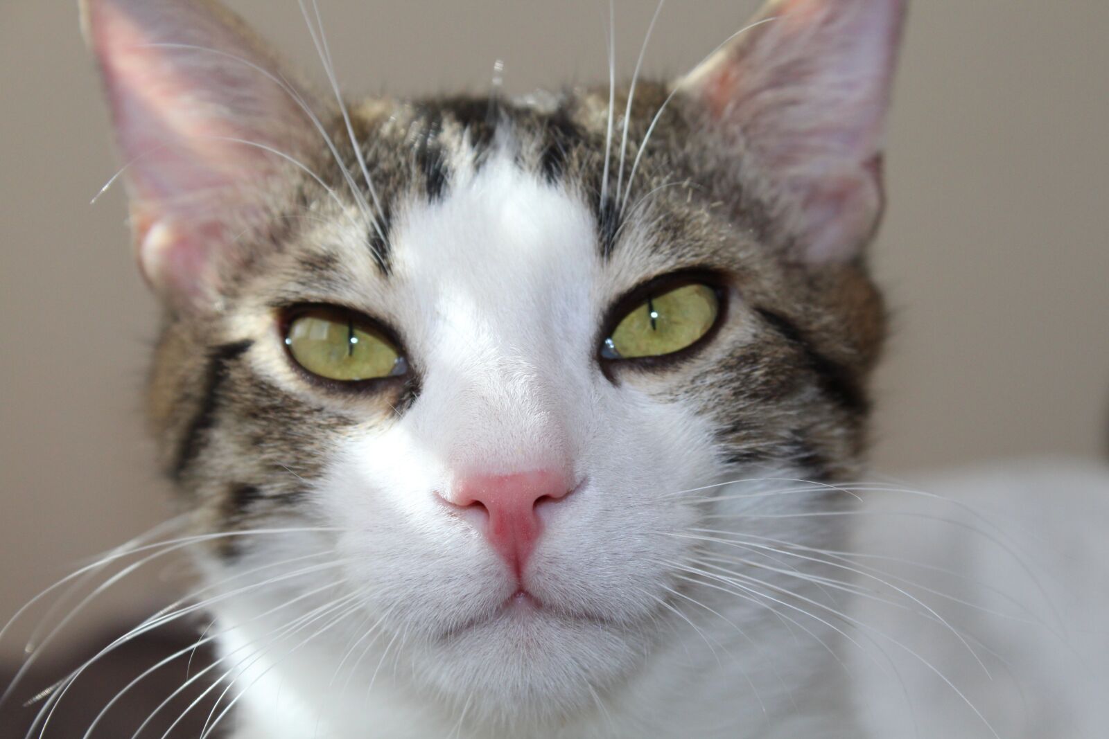 Canon EOS 1300D (EOS Rebel T6 / EOS Kiss X80) sample photo. Cat, pat, beautiful photography