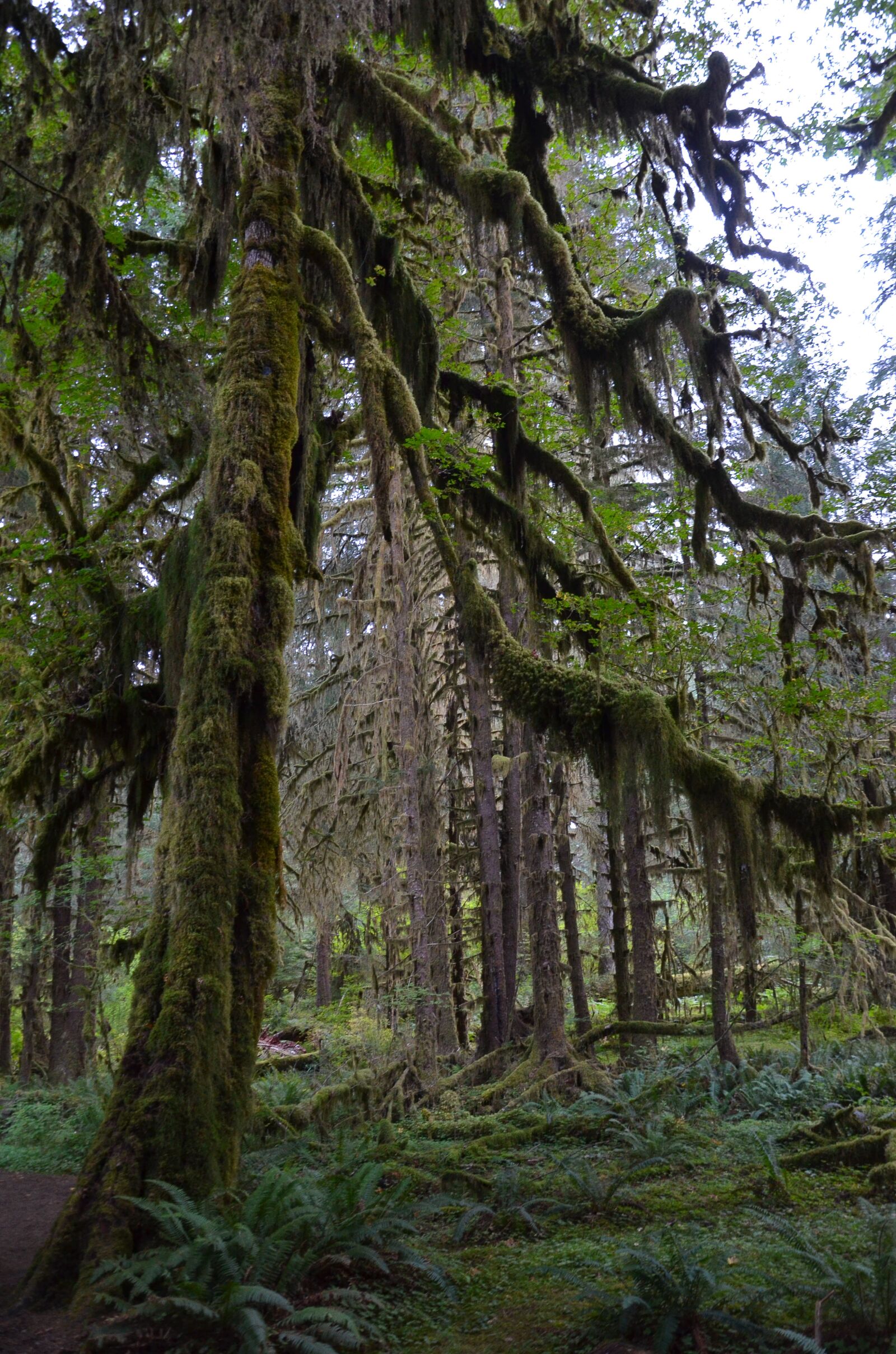 Nikon D5100 sample photo. Usa, america, tree photography