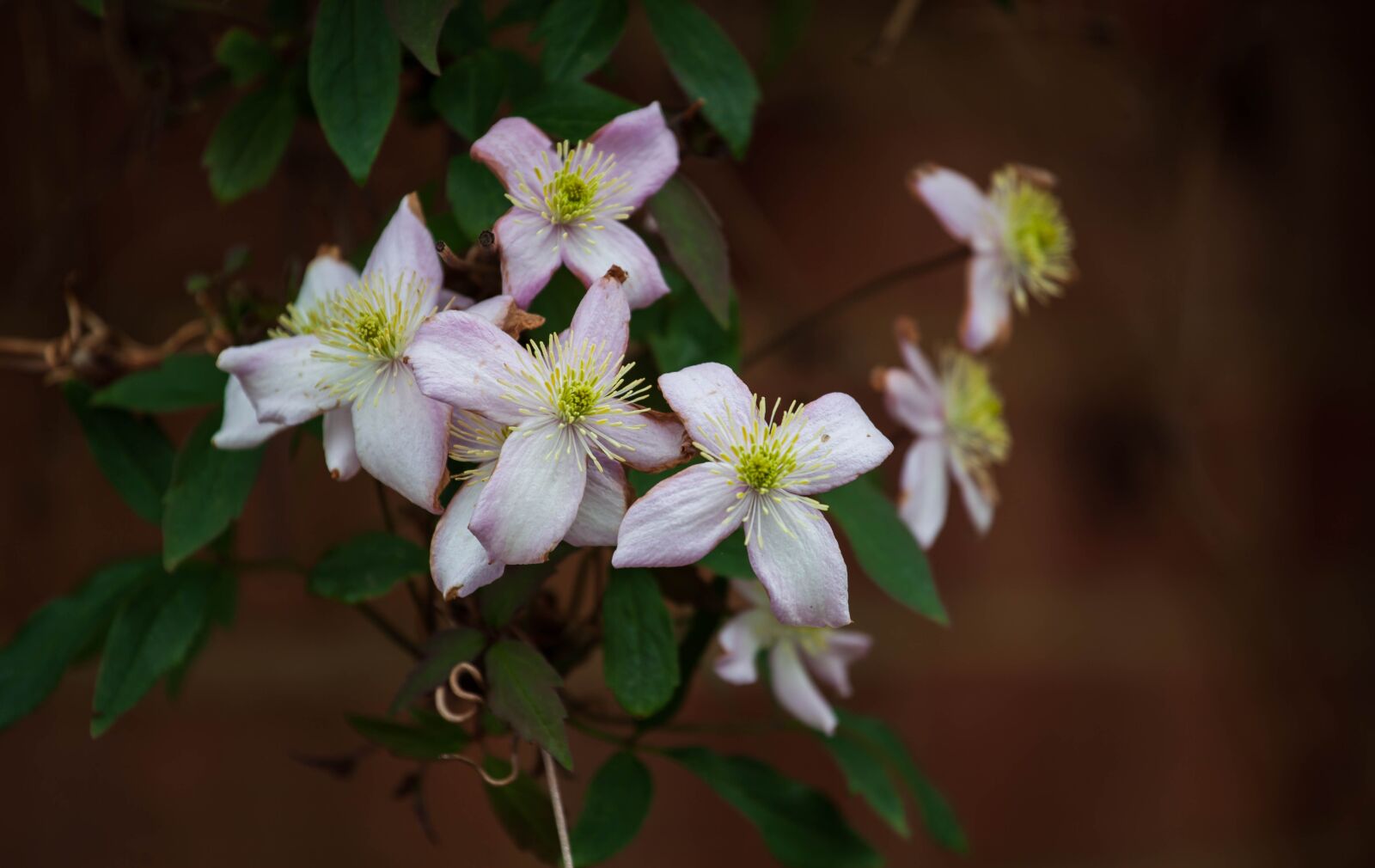 Canon EOS 5D Mark II sample photo. Pink flower, blossom, leaves photography