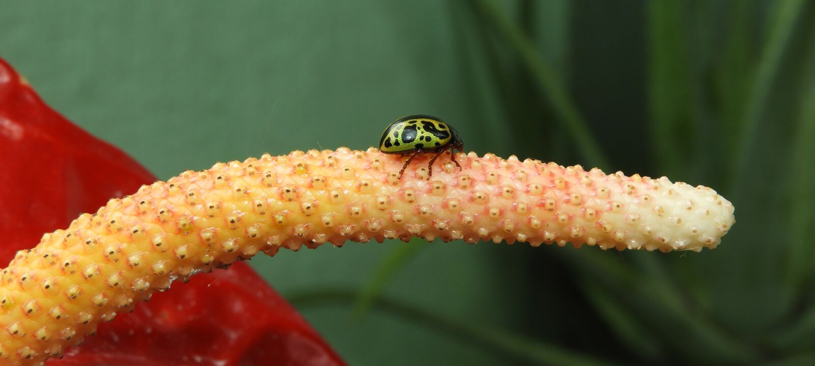 Nikon Coolpix B700 sample photo. Nature, life, ladybug photography