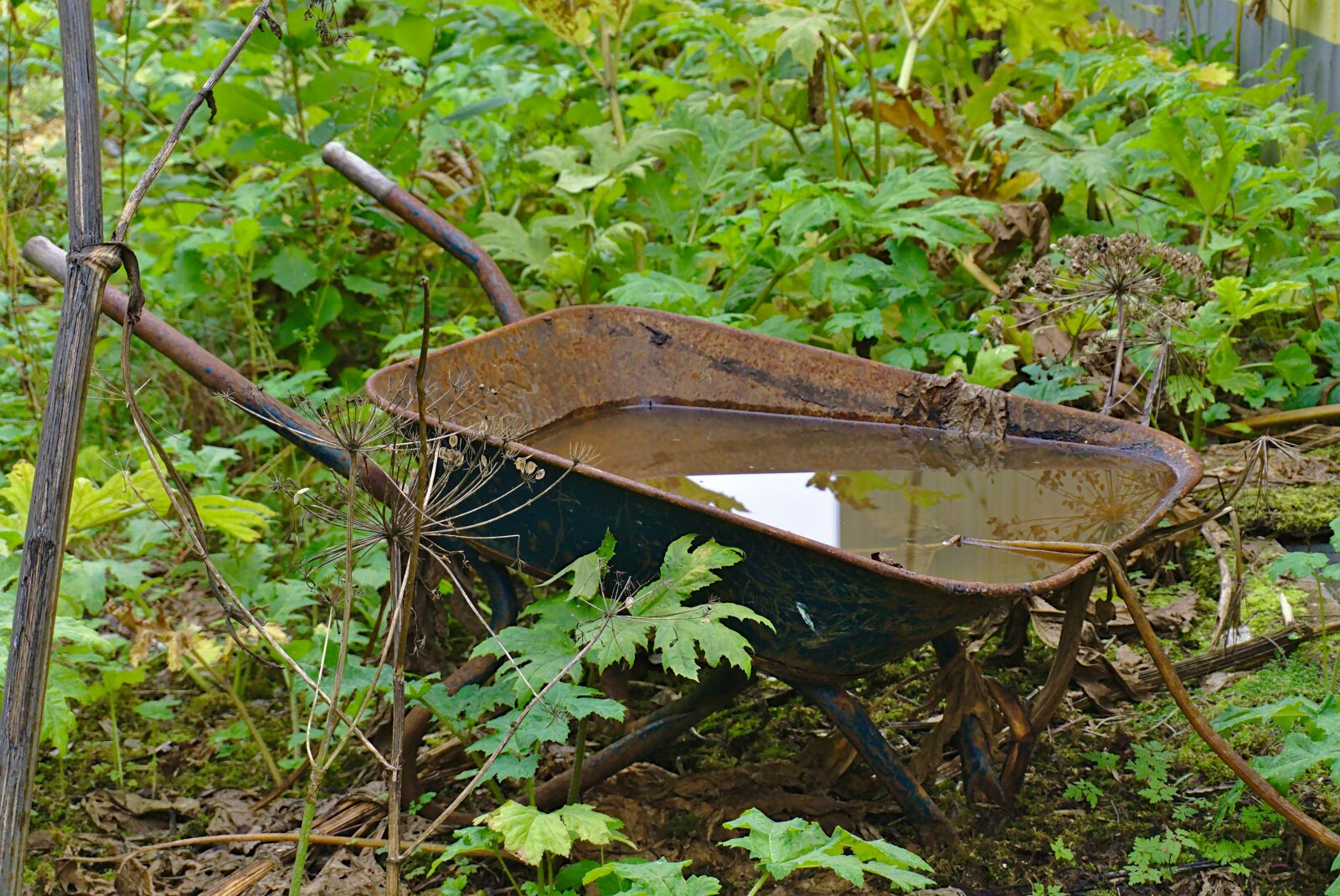 Sony a6000 sample photo. Water, wheelbarrow, gardening photography