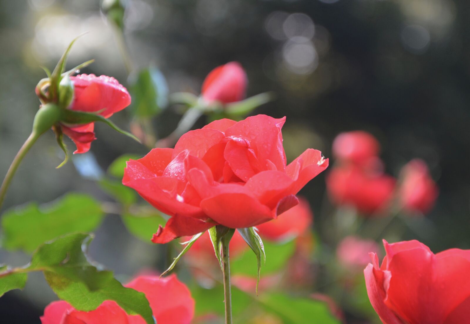 Nikon D5200 sample photo. Pink, roses, red photography