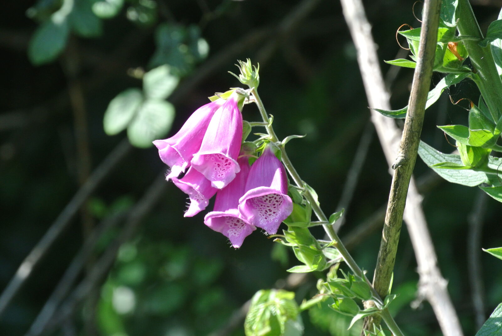Nikon 1 J1 sample photo. Cornwall, flower, flowers, foliage photography