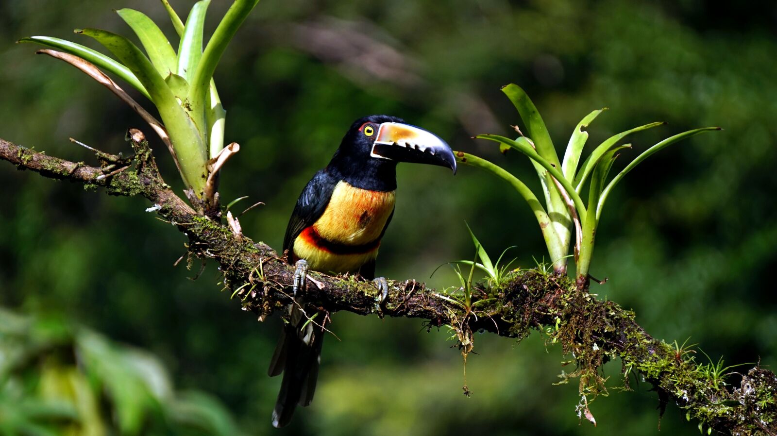 Sony Alpha a5000 (ILCE 5000) + Sony E 55-210mm F4.5-6.3 OSS sample photo. Aracari toucan bird, tropical photography