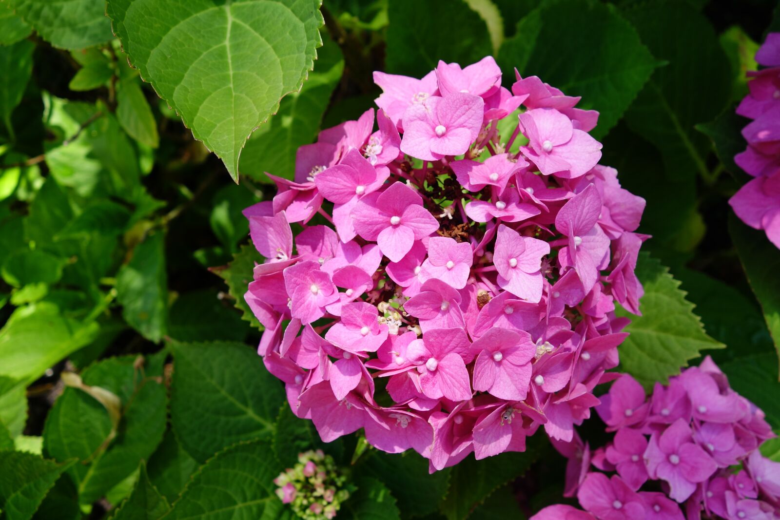 Sony Cyber-shot DSC-RX100 II sample photo. Hydrangea, flower, blossom photography