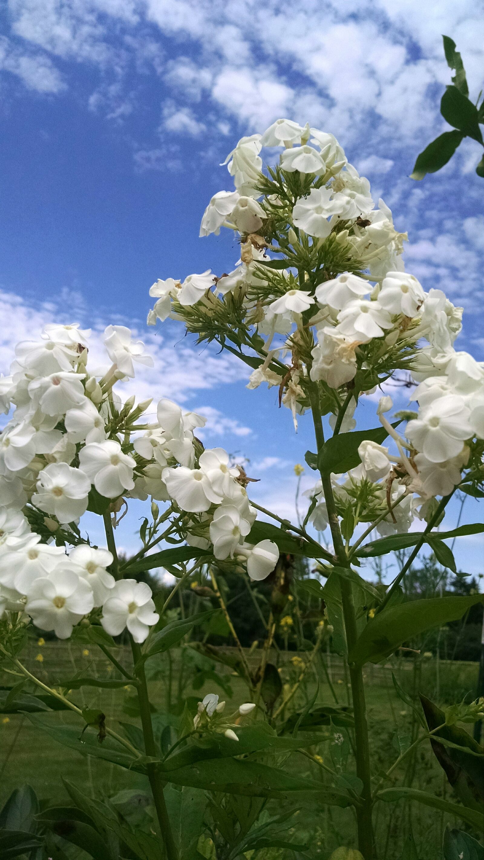Motorola Moto X (1st Gen) sample photo. Clouds, flower, nature, sky photography