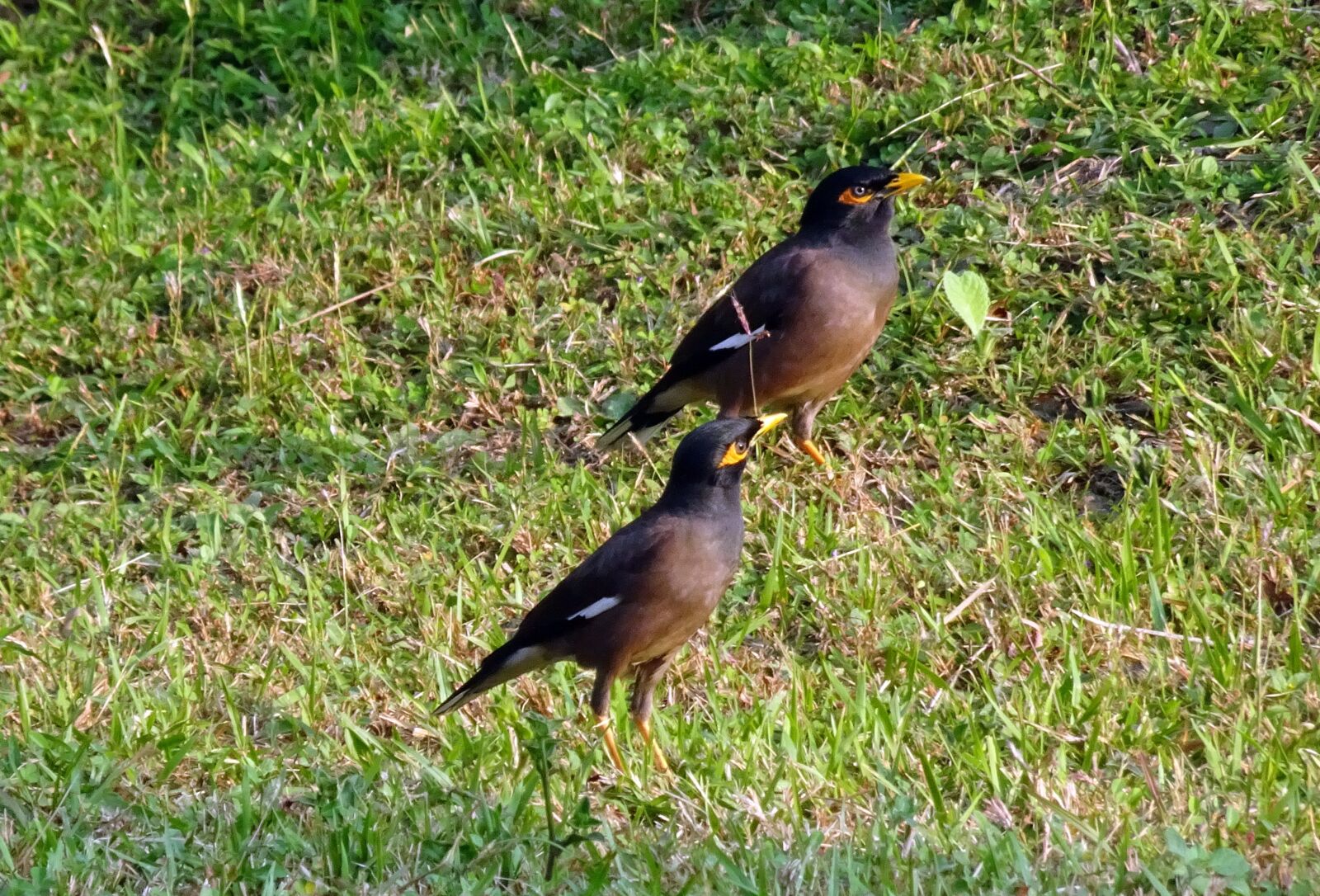 Sony Cyber-shot DSC-HX90V sample photo. Common myna, indian myna photography