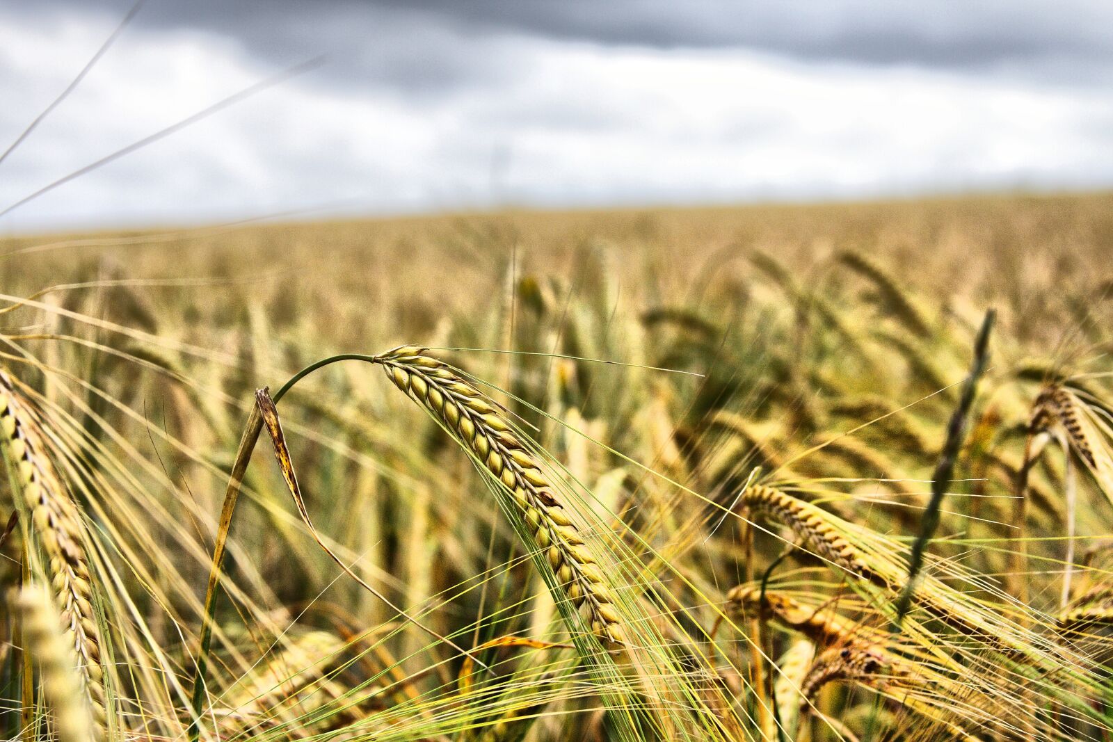 Canon EOS 40D sample photo. Wheat, field, grain photography